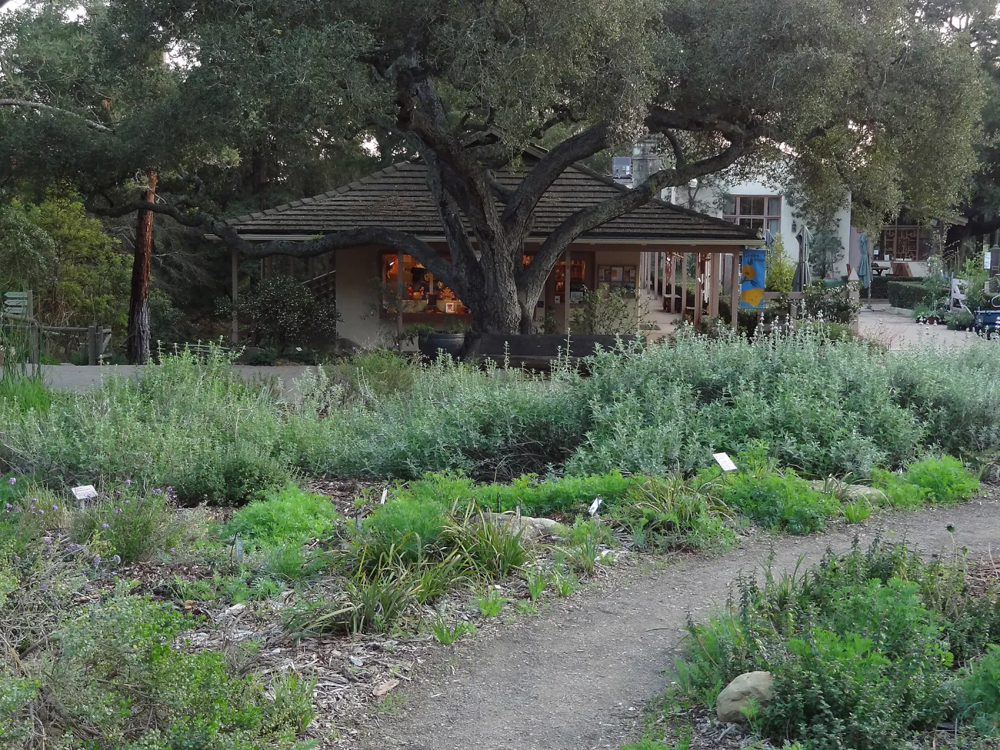 Garden Shop, entrance oak, Spring in the Garden, February 2013, SBBG