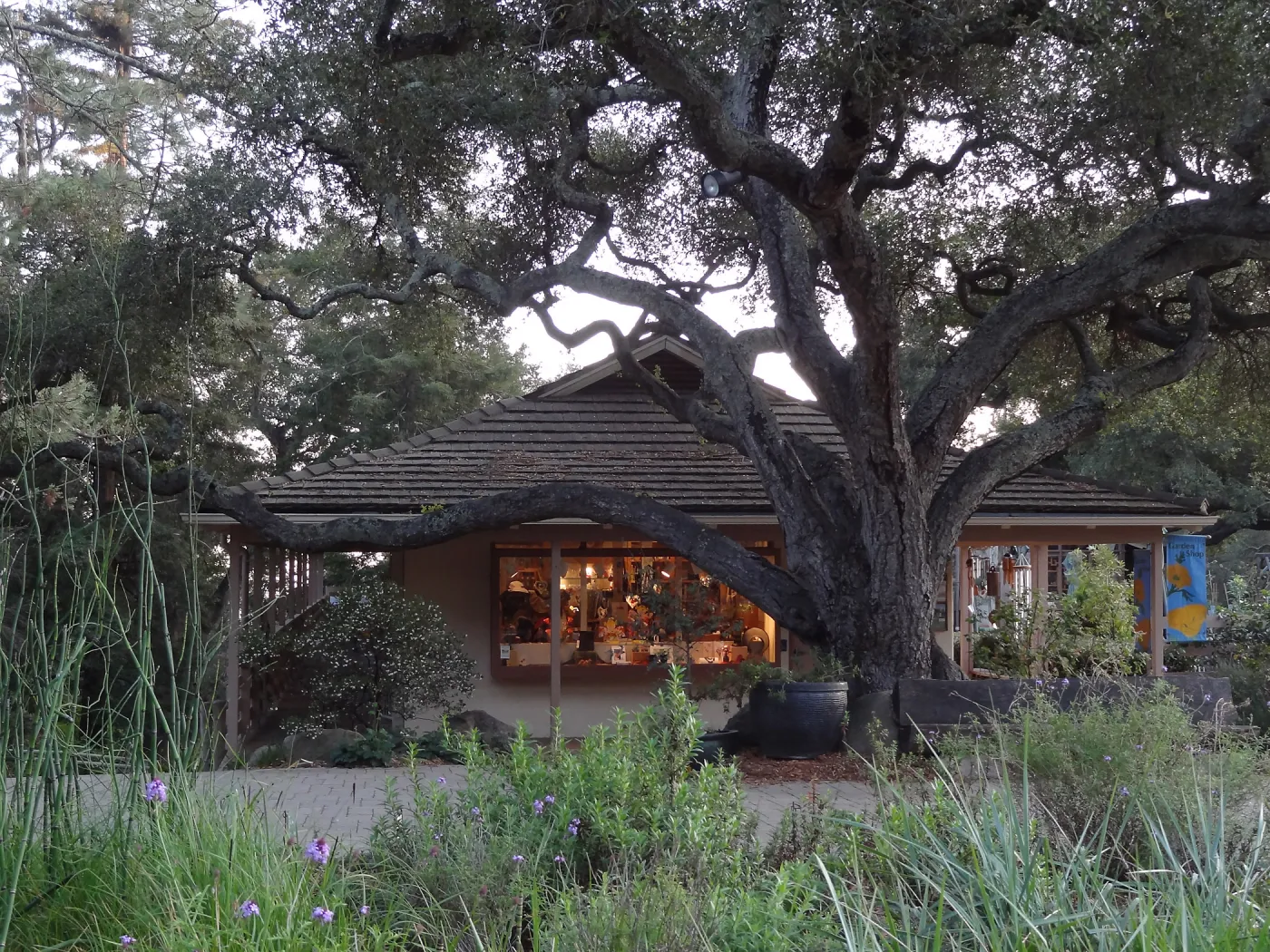 Garden Shop, entrance oak, Spring in the Garden, February 2013, SBBG