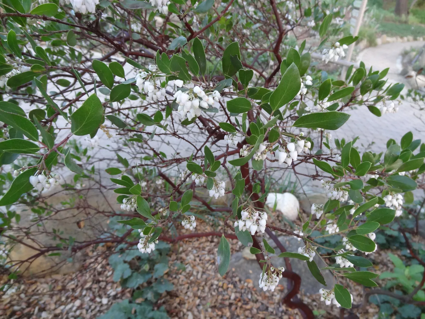 Arctostaphylos (Manzanita) blooming at the Garden Entrance, Spring in the Garden, February 2013, SBBG