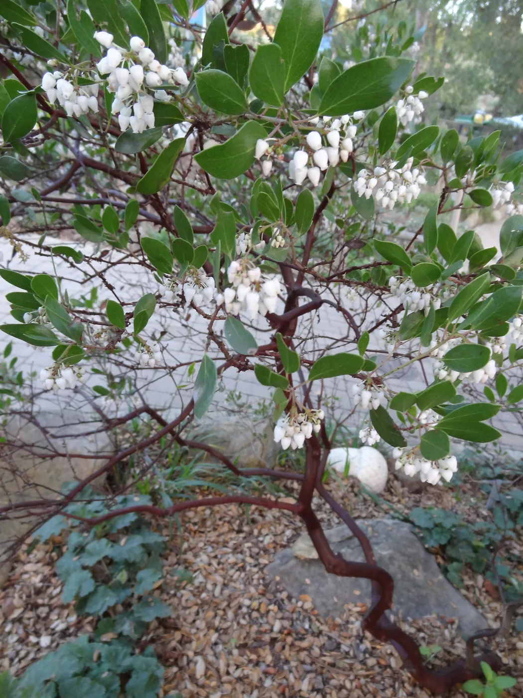 Arctostaphylos (Manzanita) blooming at the Garden Entrance, Spring in the Garden, February 2013, SBBG