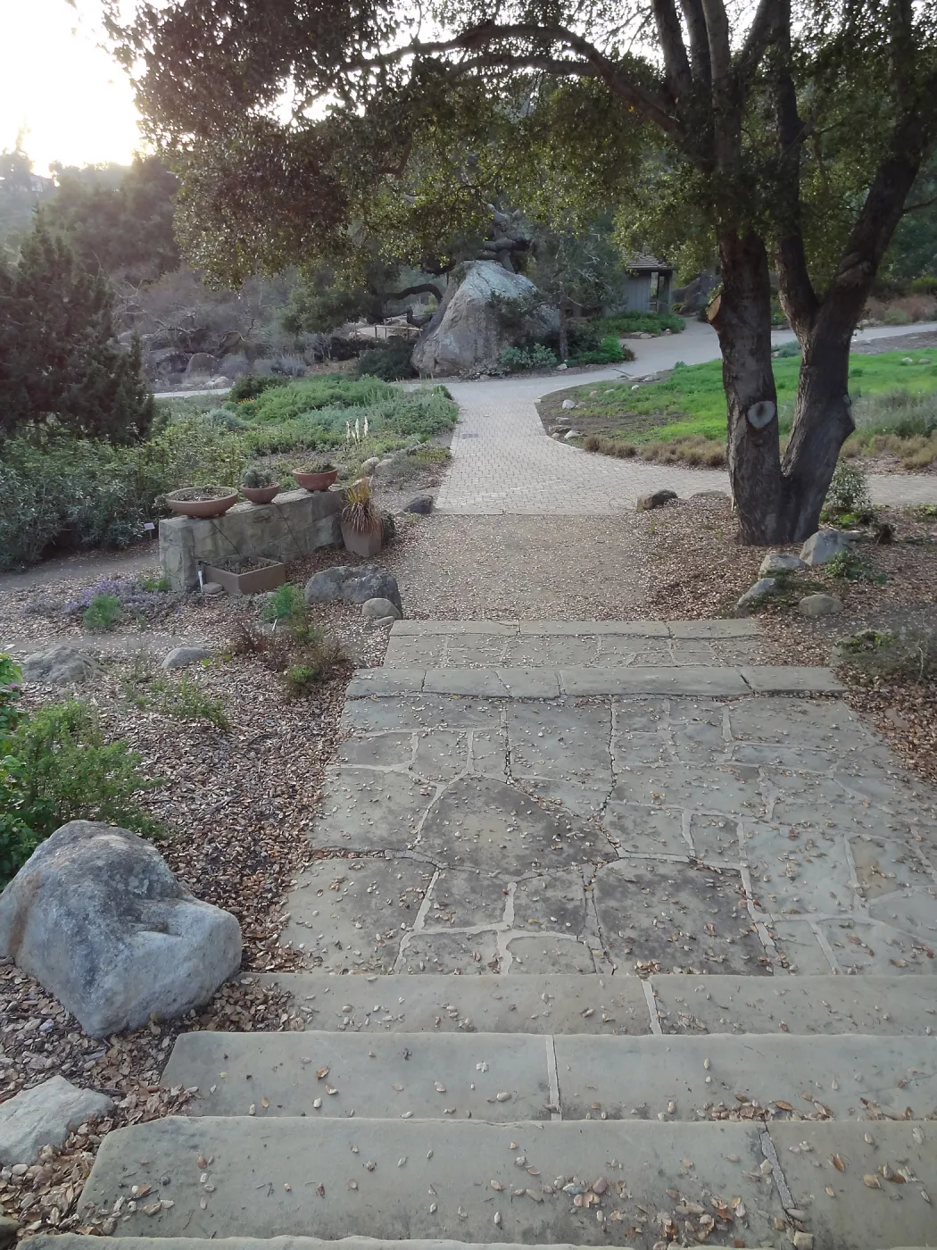 stone steps and path to Blaksley Boulder, Spring in the Garden, February 2013, SBBG