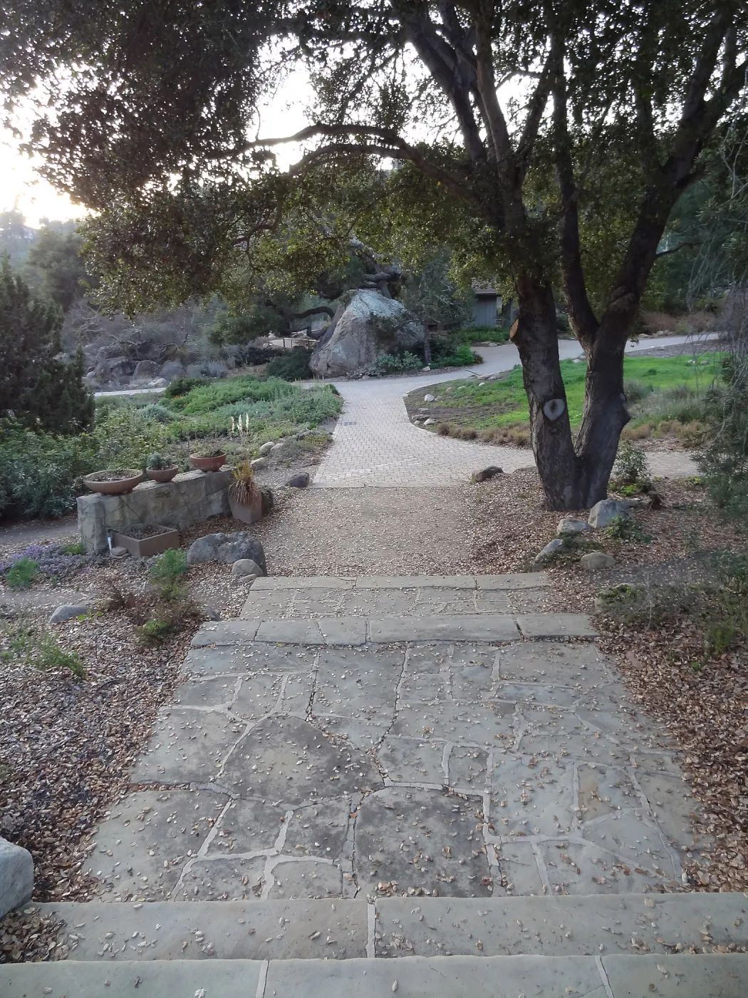 stone steps and path to Blaksley Boulder, Spring in the Garden, February 2013, SBBG
