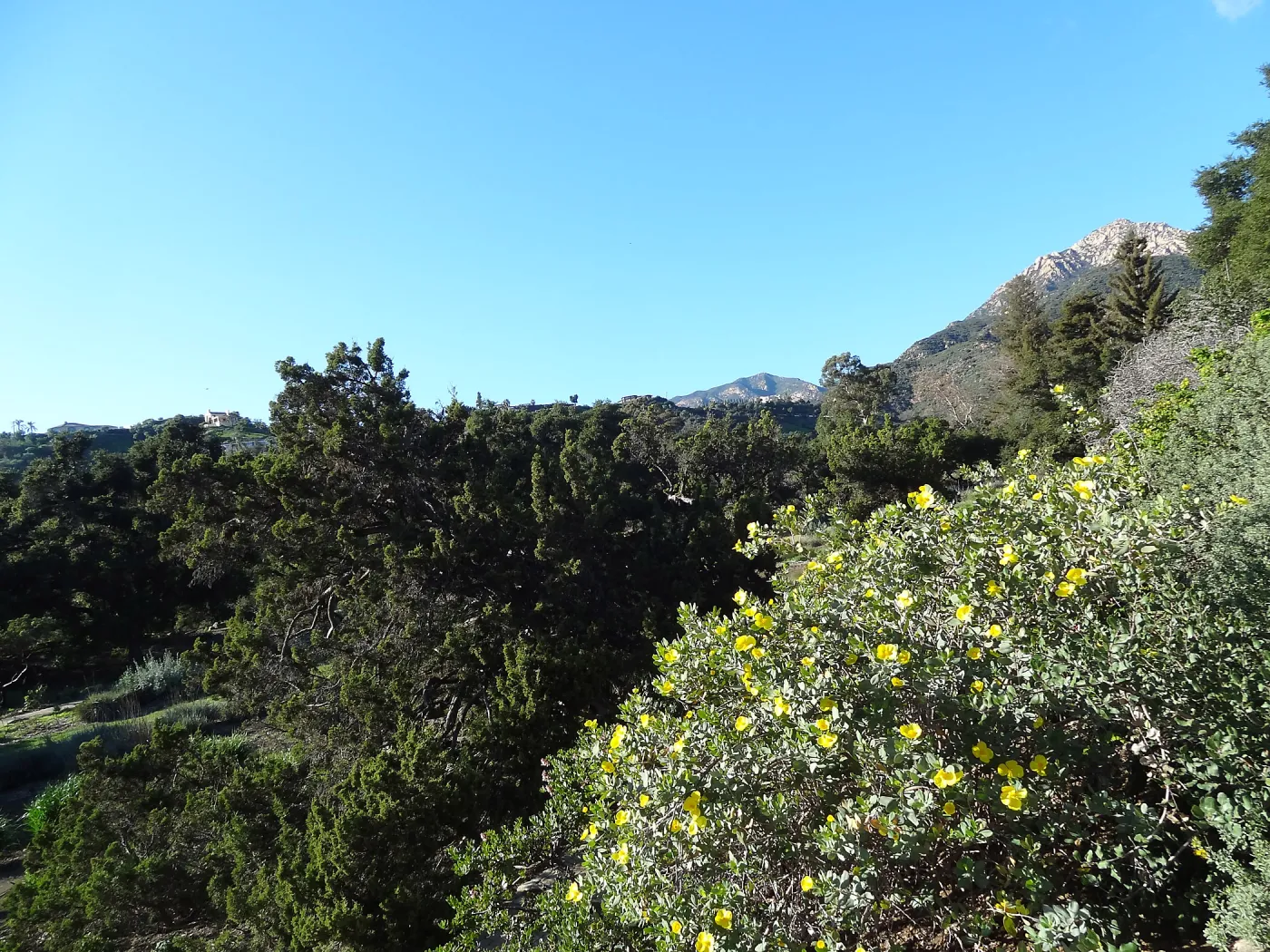 Dendromecon blooming on the eastern edge of the Meadow, view to La Cumbre Peak, Spring in the Garden, February 2013, SBBG