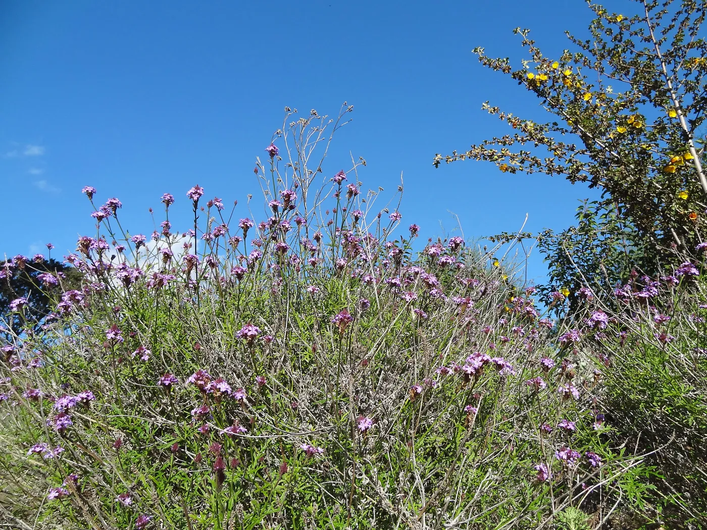 Porter Trail, Spring in the Garden, February 2013, SBBG