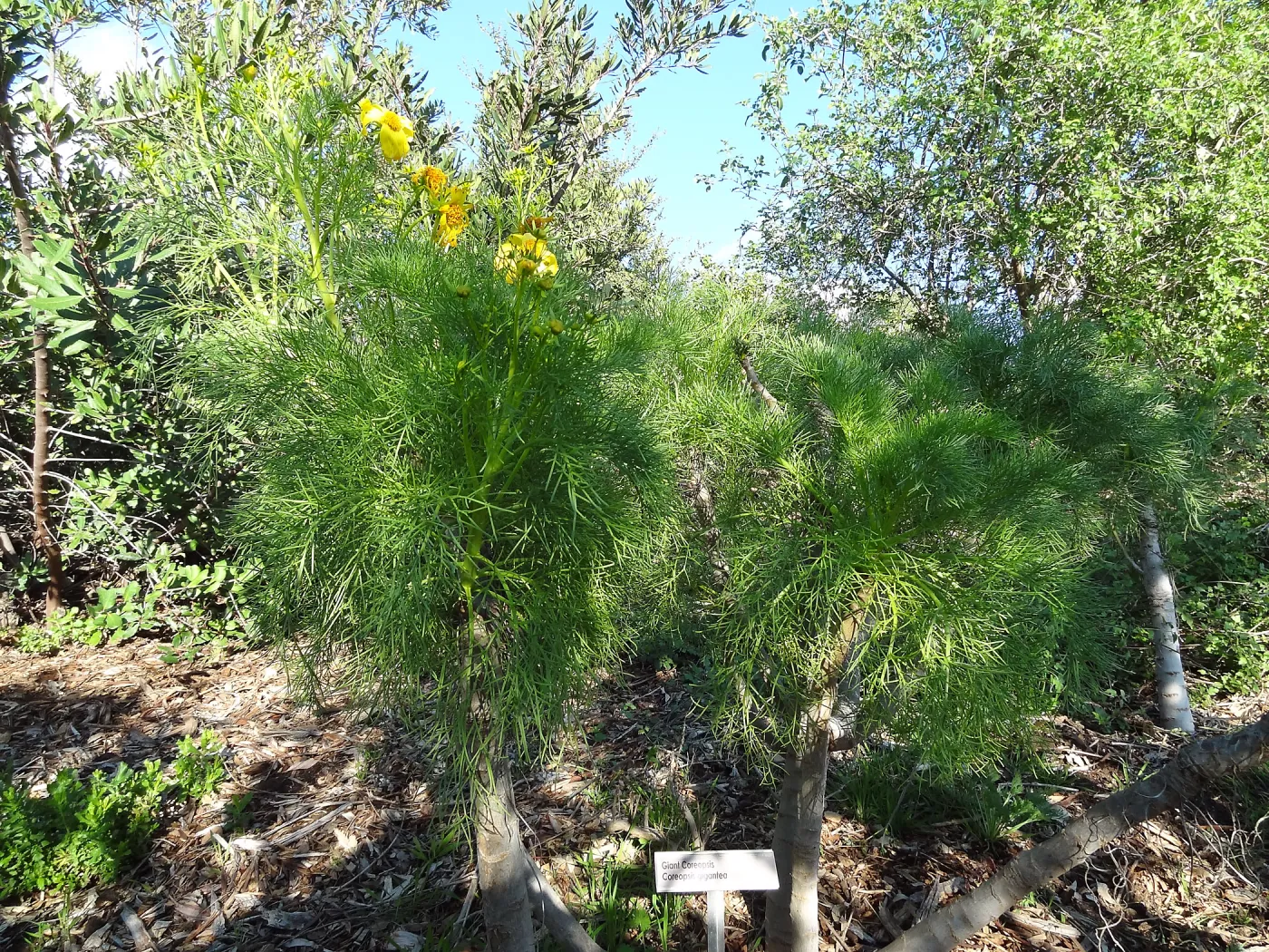 Porter Trail, Spring in the Garden, February 2013, SBBG