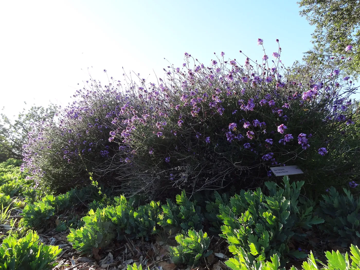 Verbena lilacina, Porter Trail, Spring in the Garden, February 2013, SBBG