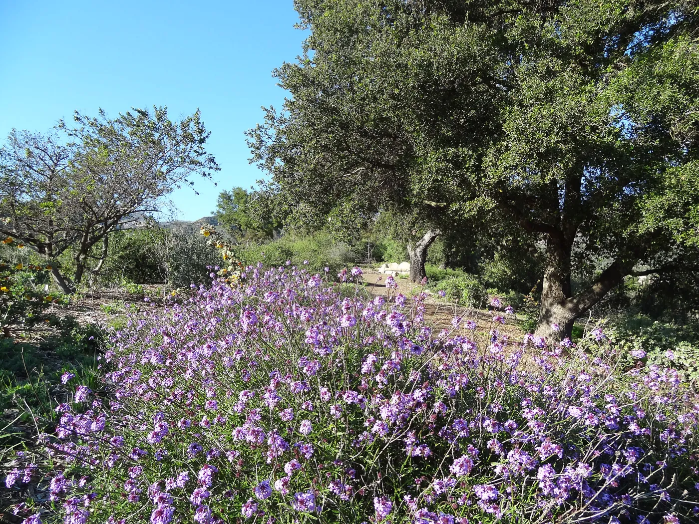 Verbena lilacina, Porter Trail, Spring in the Garden, February 2013, SBBG
