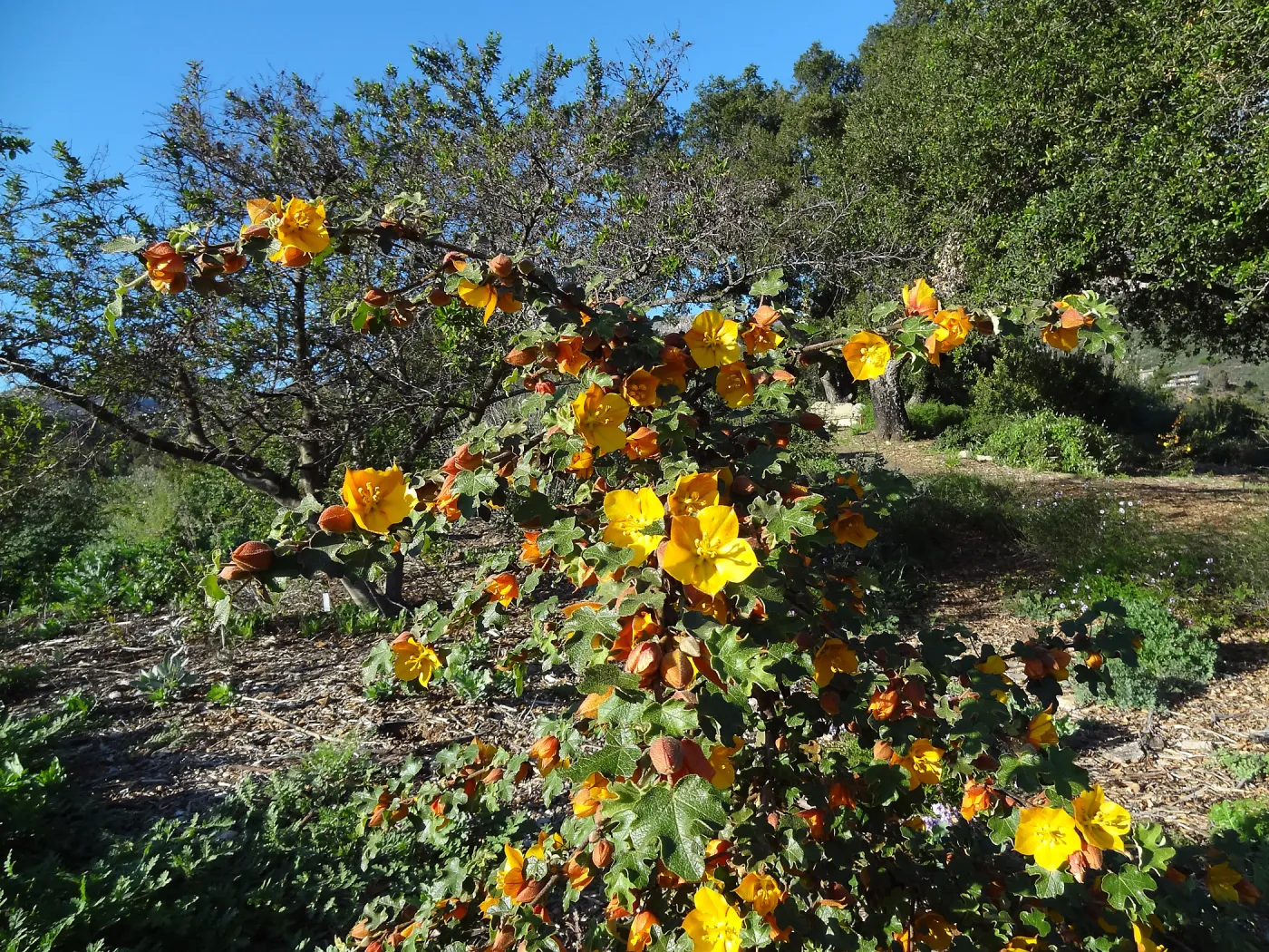 Fremontodendron, Porter Trail, Spring in the Garden, February 2013, SBBG