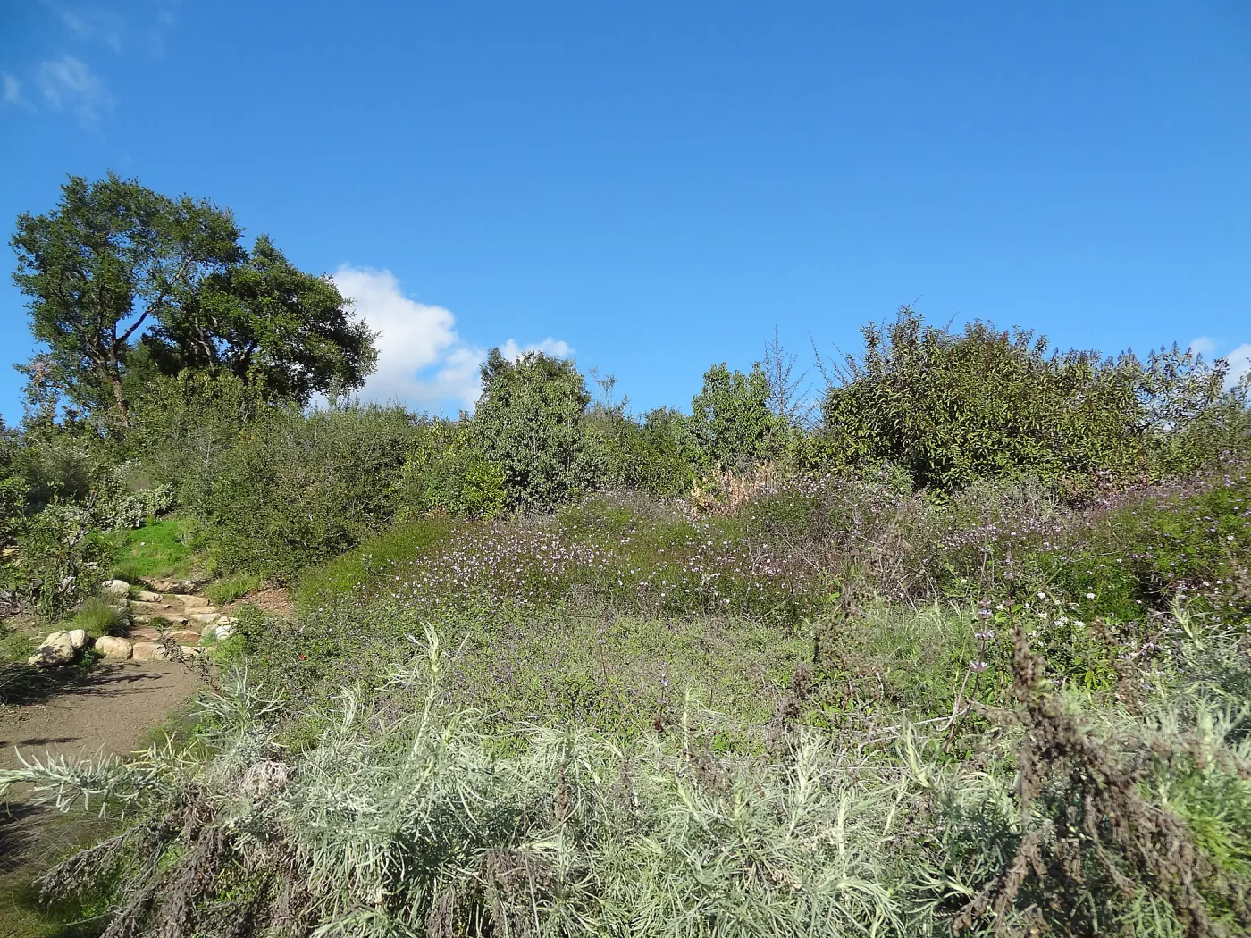 Porter Trail, Spring in the Garden, February 2013, SBBG