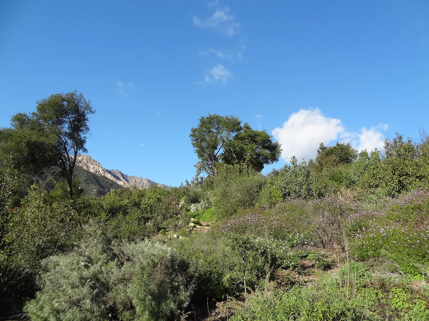 Porter Trail, Spring in the Garden, February 2013, SBBG