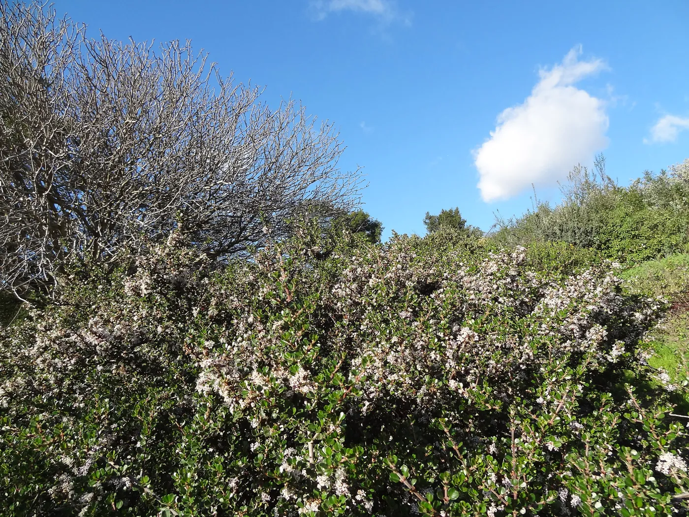 Porter Trail, Spring in the Garden, February 2013, SBBG