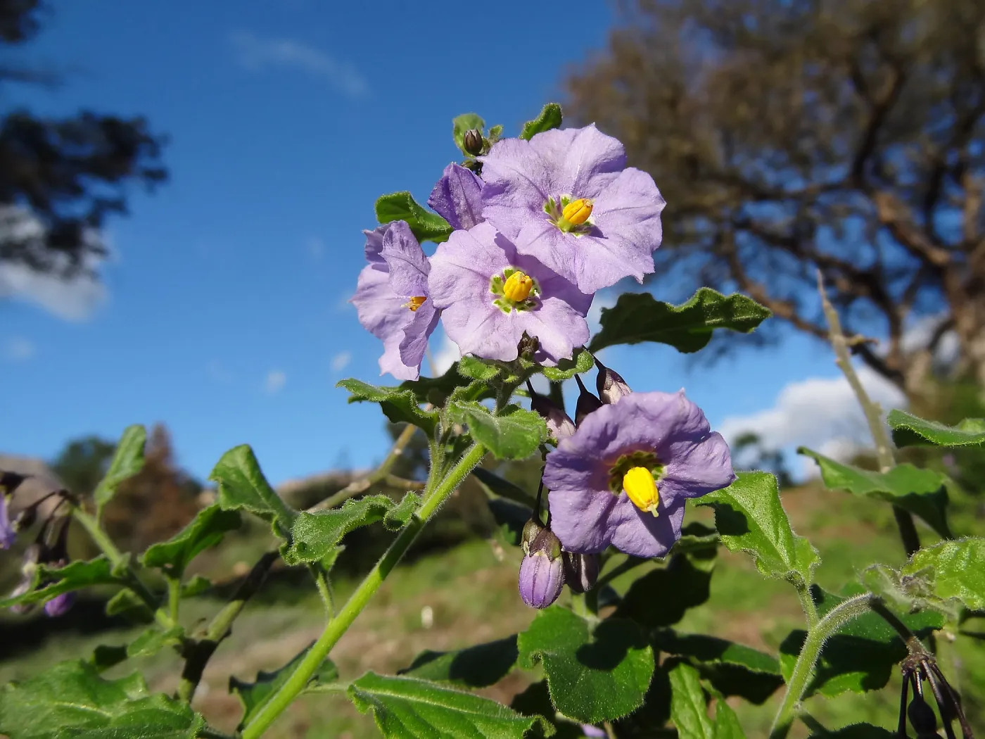 Solanum, Porter Trail, Spring in the Garden, February 2013, SBBG