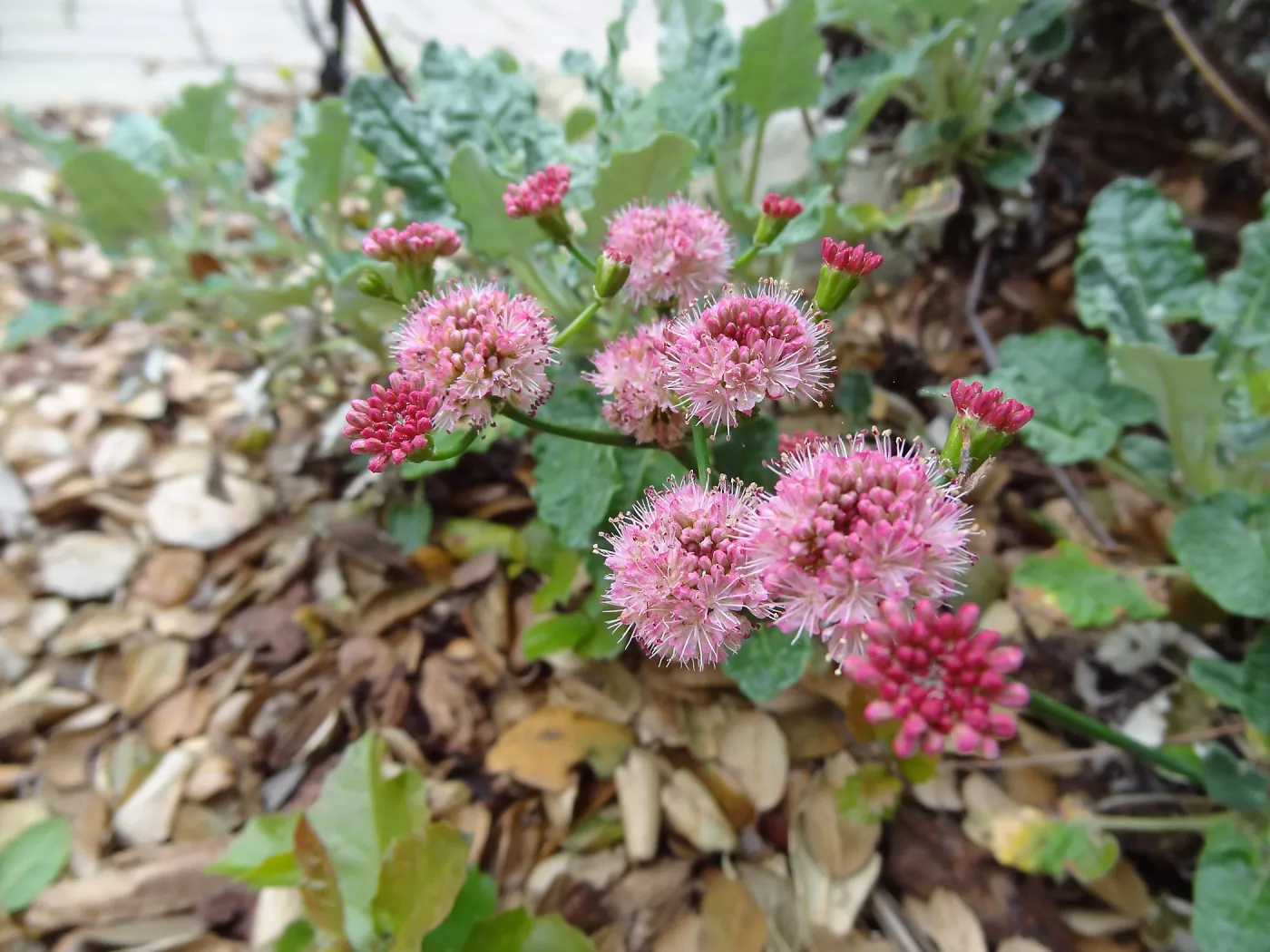 Eriogonum grande rubescens in bloom at the Garden Entrance, Spring in the Garden, February 2013, SBBG