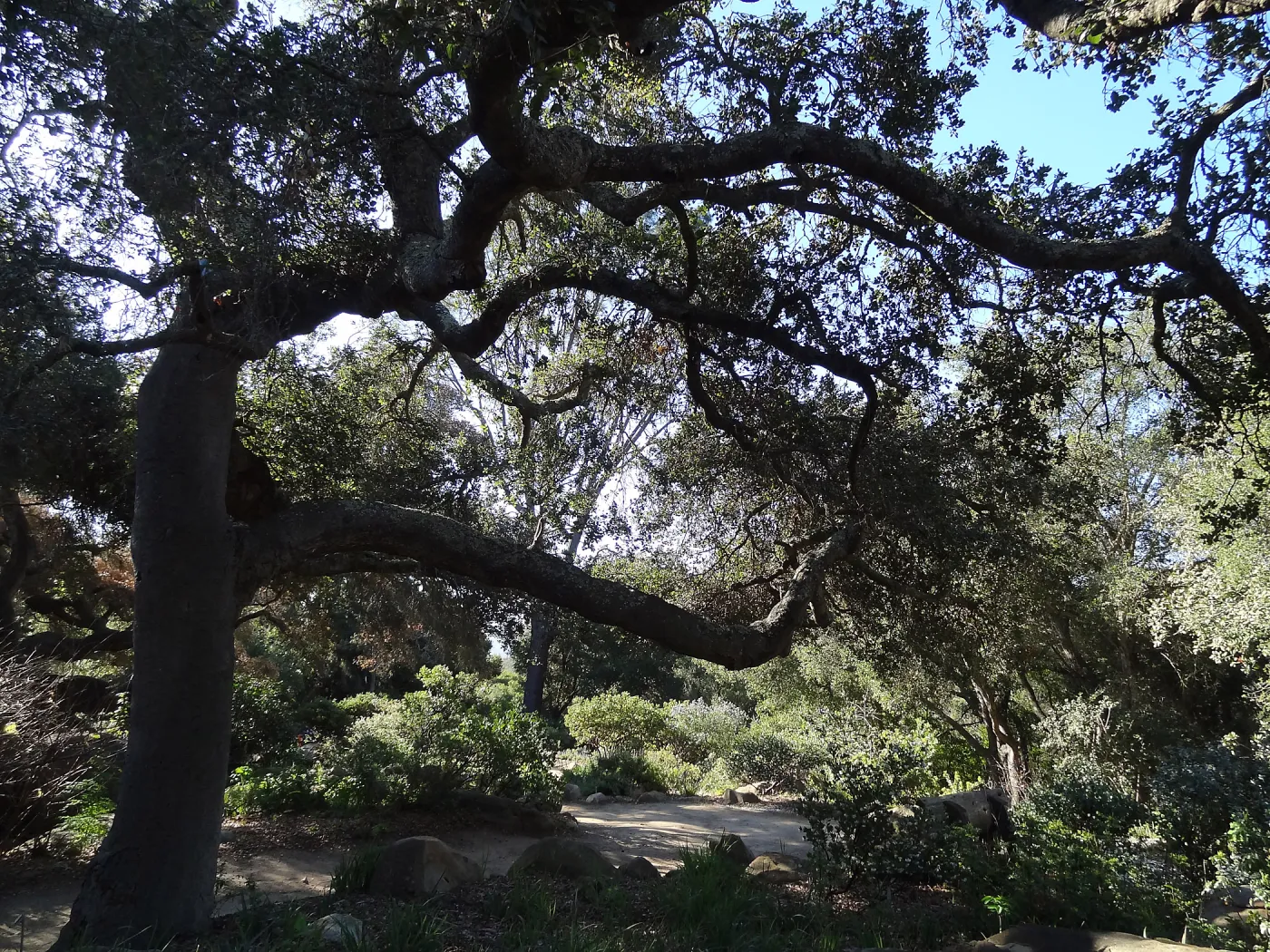 Manzanita Section, Spring in the Garden, February 2013, SBBG