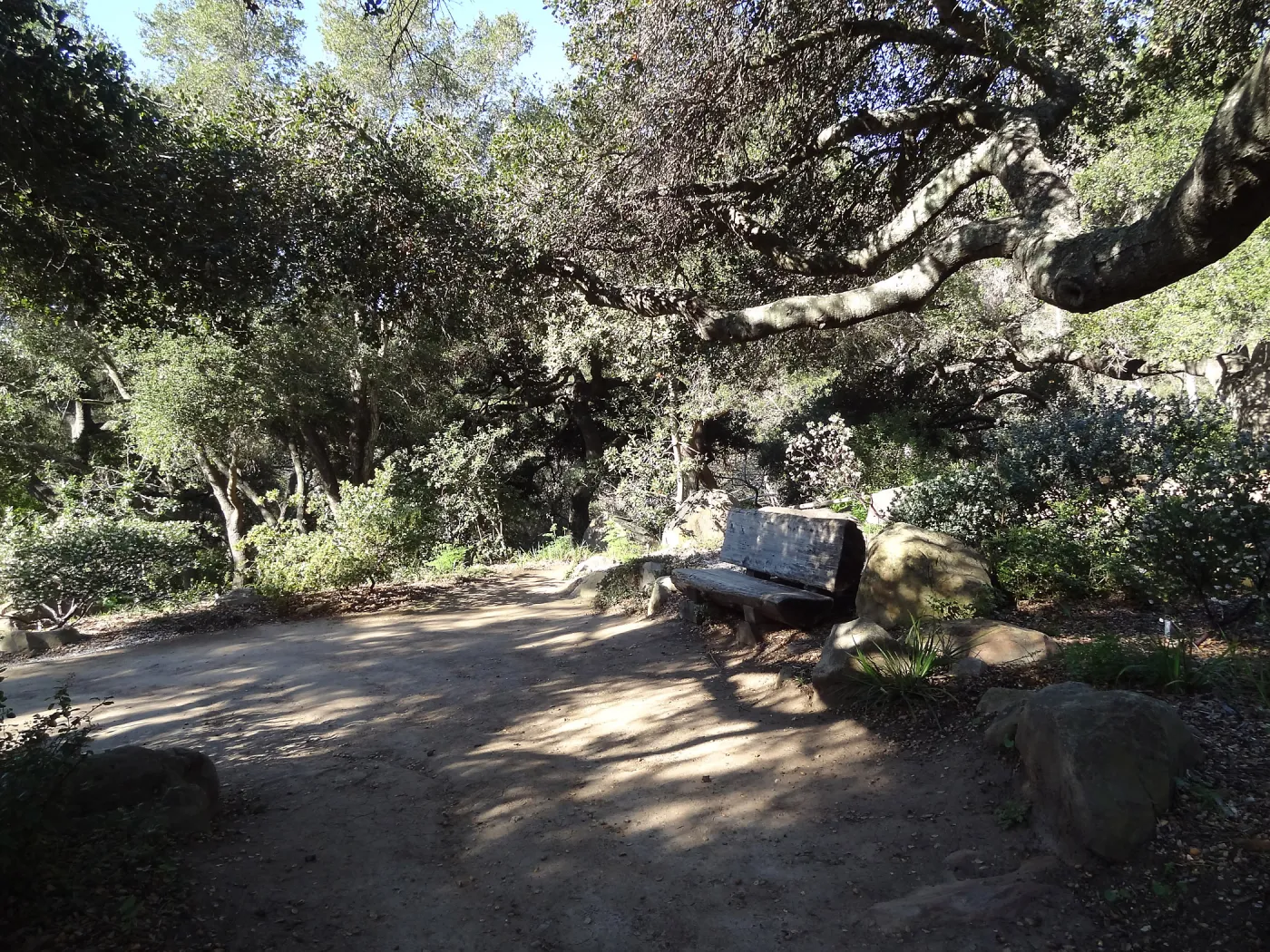 wood bench, Manzanita Section, Spring in the Garden, February 2013, SBBG