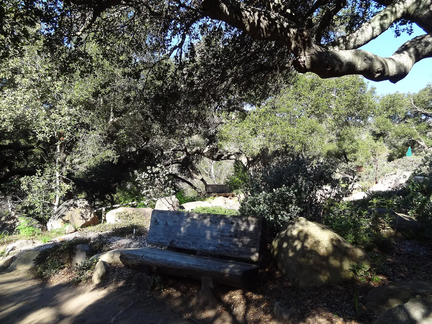 wood bench, Manzanita Section, Spring in the Garden, February 2013, SBBG