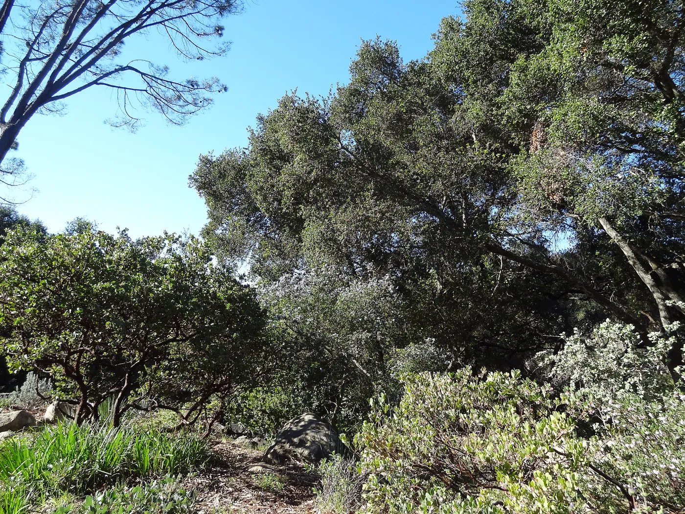 Manzanita Section, Spring in the Garden, February 2013, SBBG