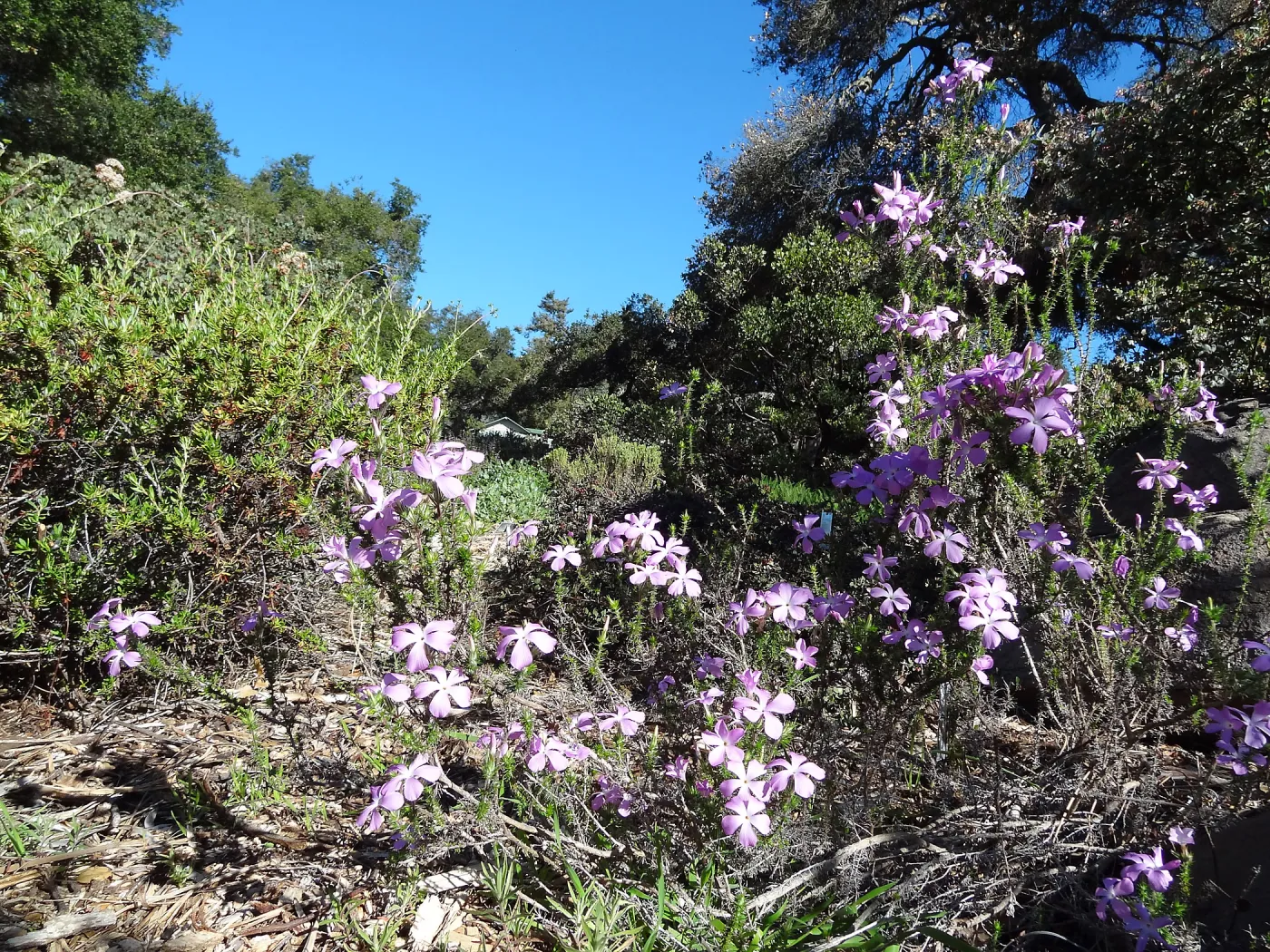 Leptodactylon californicum, prickly phlox in bloom, Manzanita Section, Spring in the Garden, February 2013, SBBG