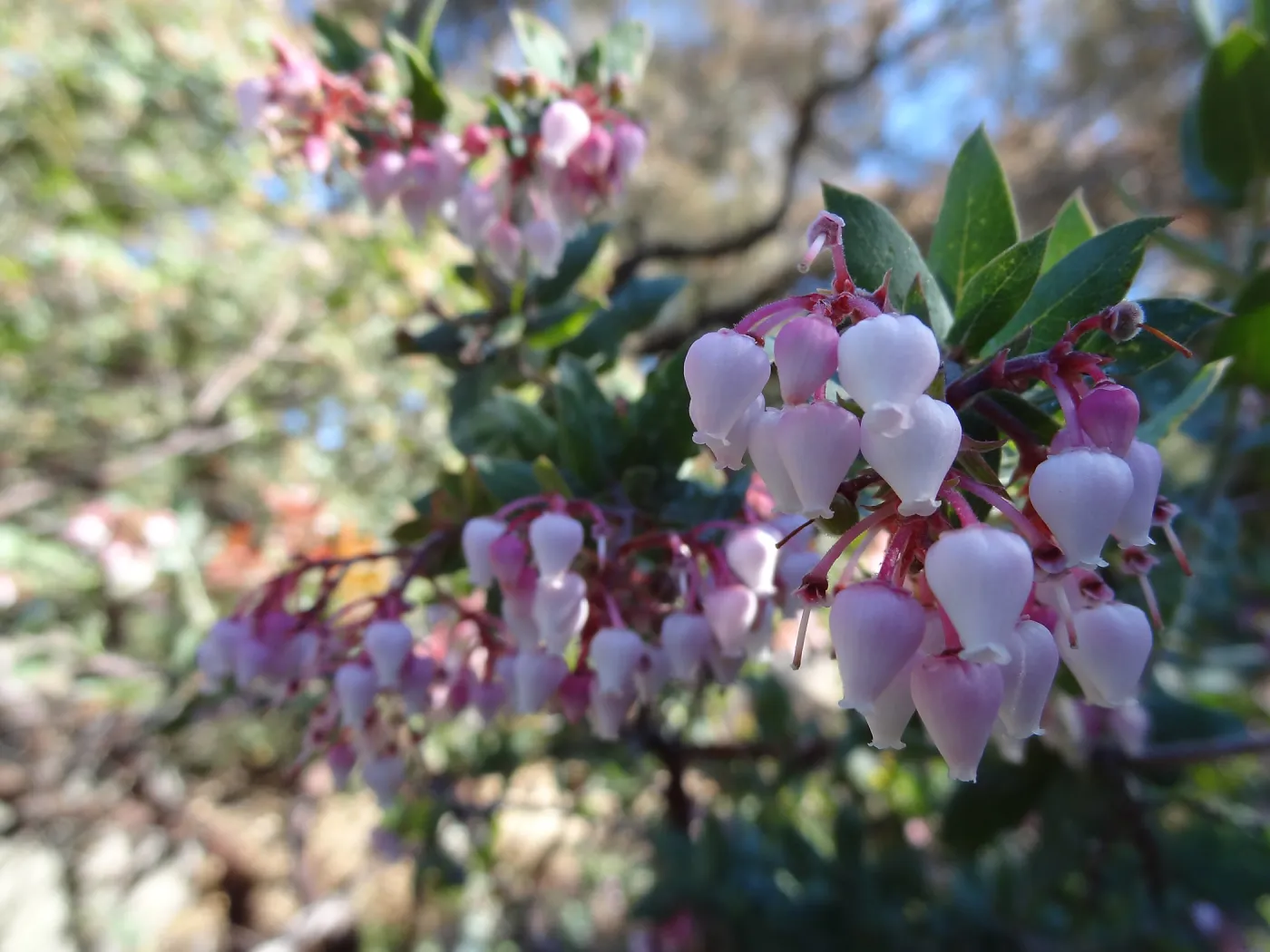 pink Arctostaphylos (Manzanita) flowers, Manzanita Section, Spring in the Garden, February 2013, SBBG