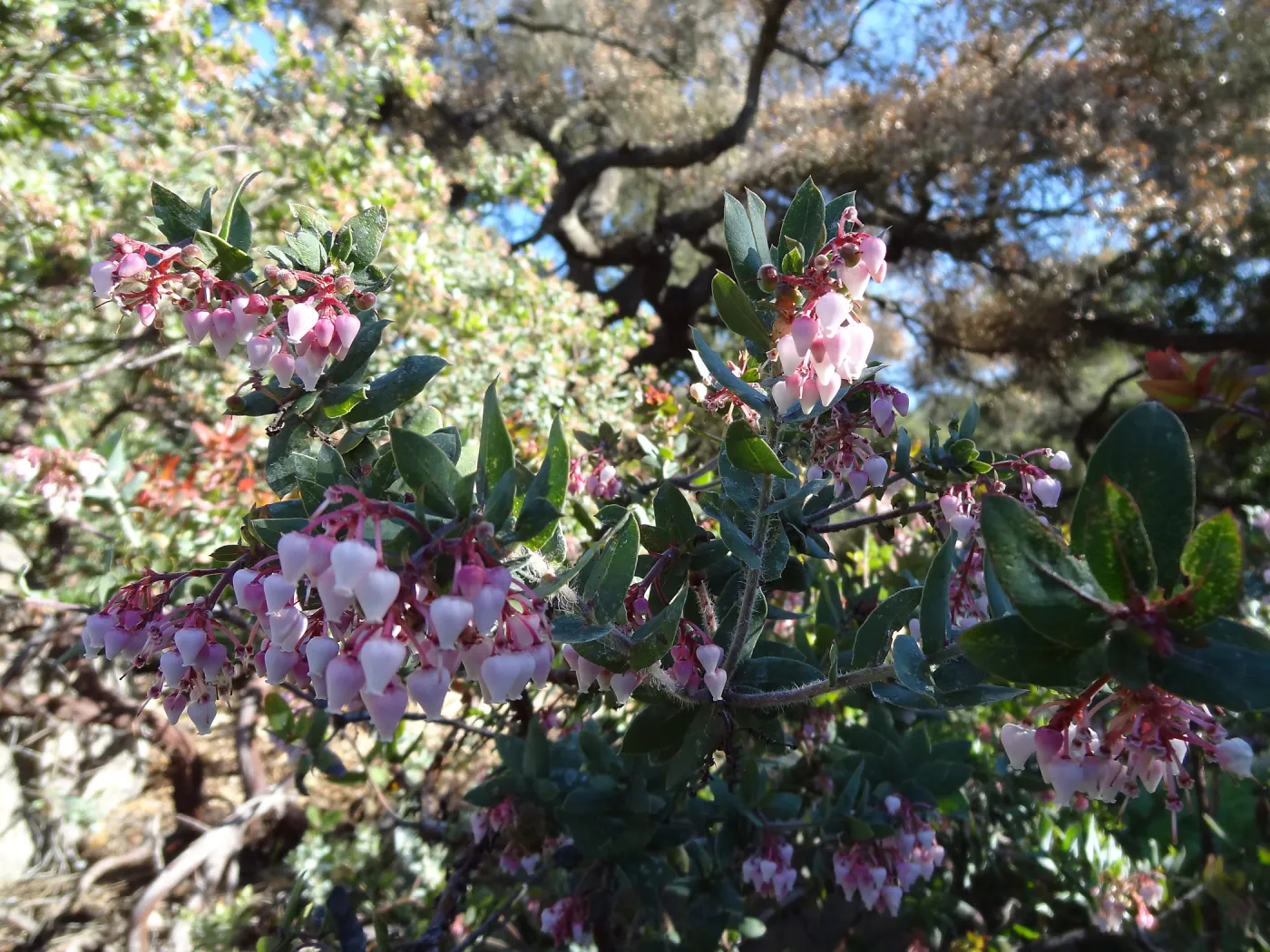 pink Arctostaphylos flowers, Manzanita Section, Spring in the Garden, February 2013, SBBG
