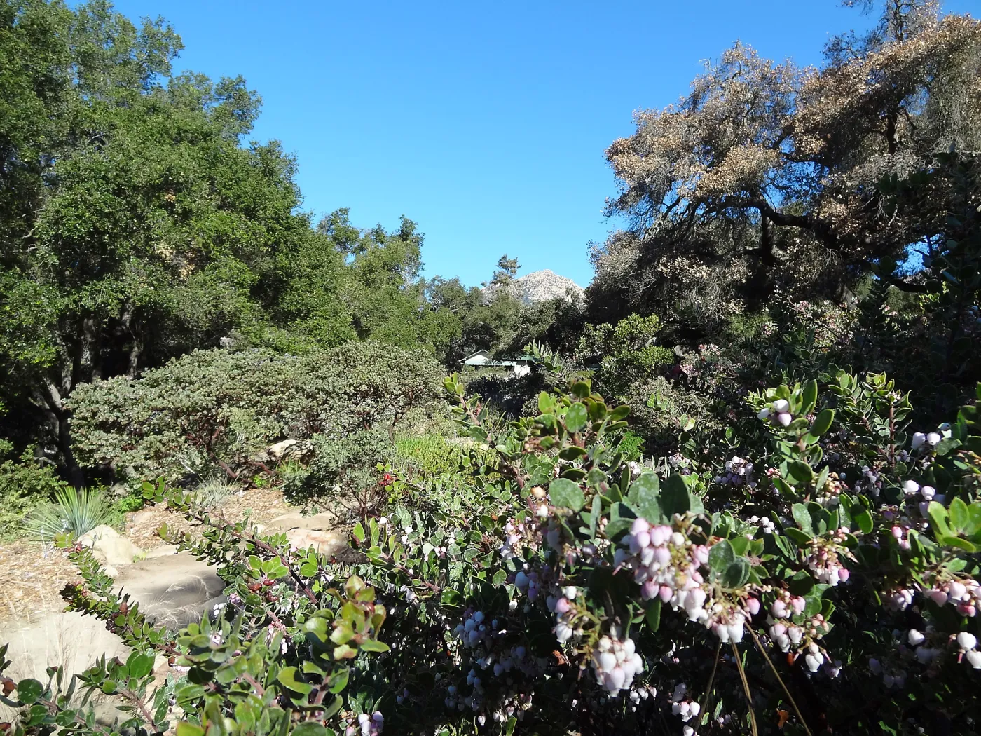 Manzanita Section, Spring in the Garden, February 2013, SBBG