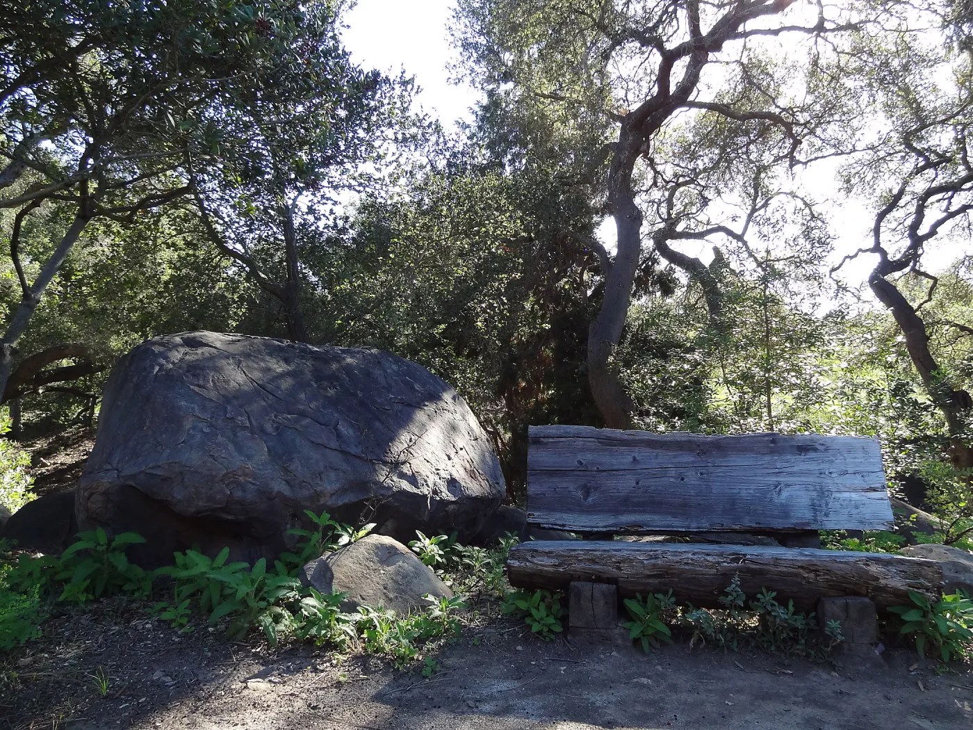 wood bench and sandstone boulder, Manzanita Section, Spring in the Garden, February 2013, SBBG