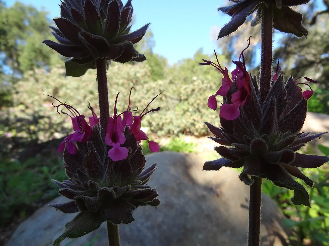 Salvia (Sage) spathacea blooming inthe Manzanita Section, Spring in the Garden, February 2013, SBBG