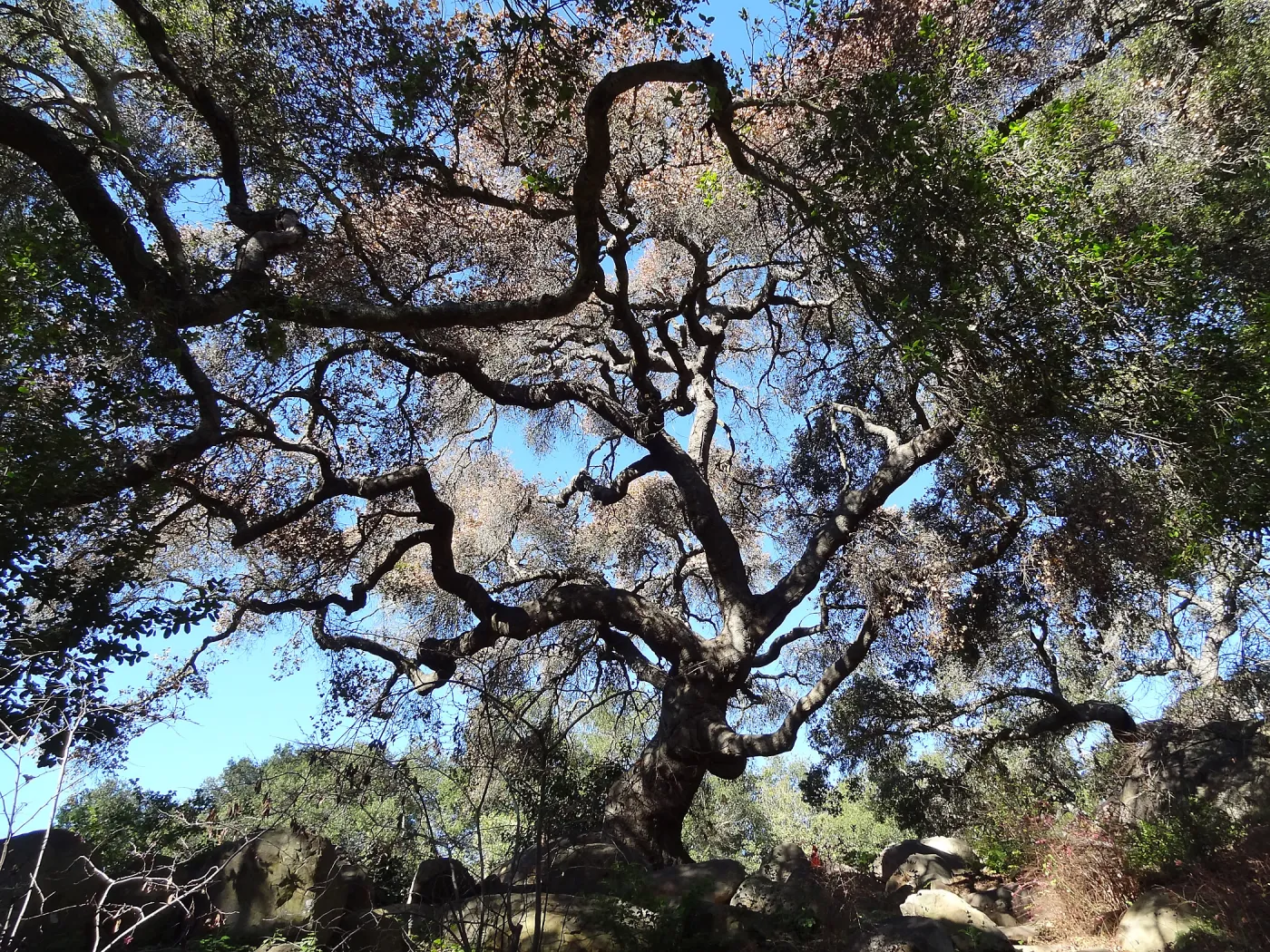 Coast live oak in poor health, Manzanita Section, Spring in the Garden, February 2013, SBBG