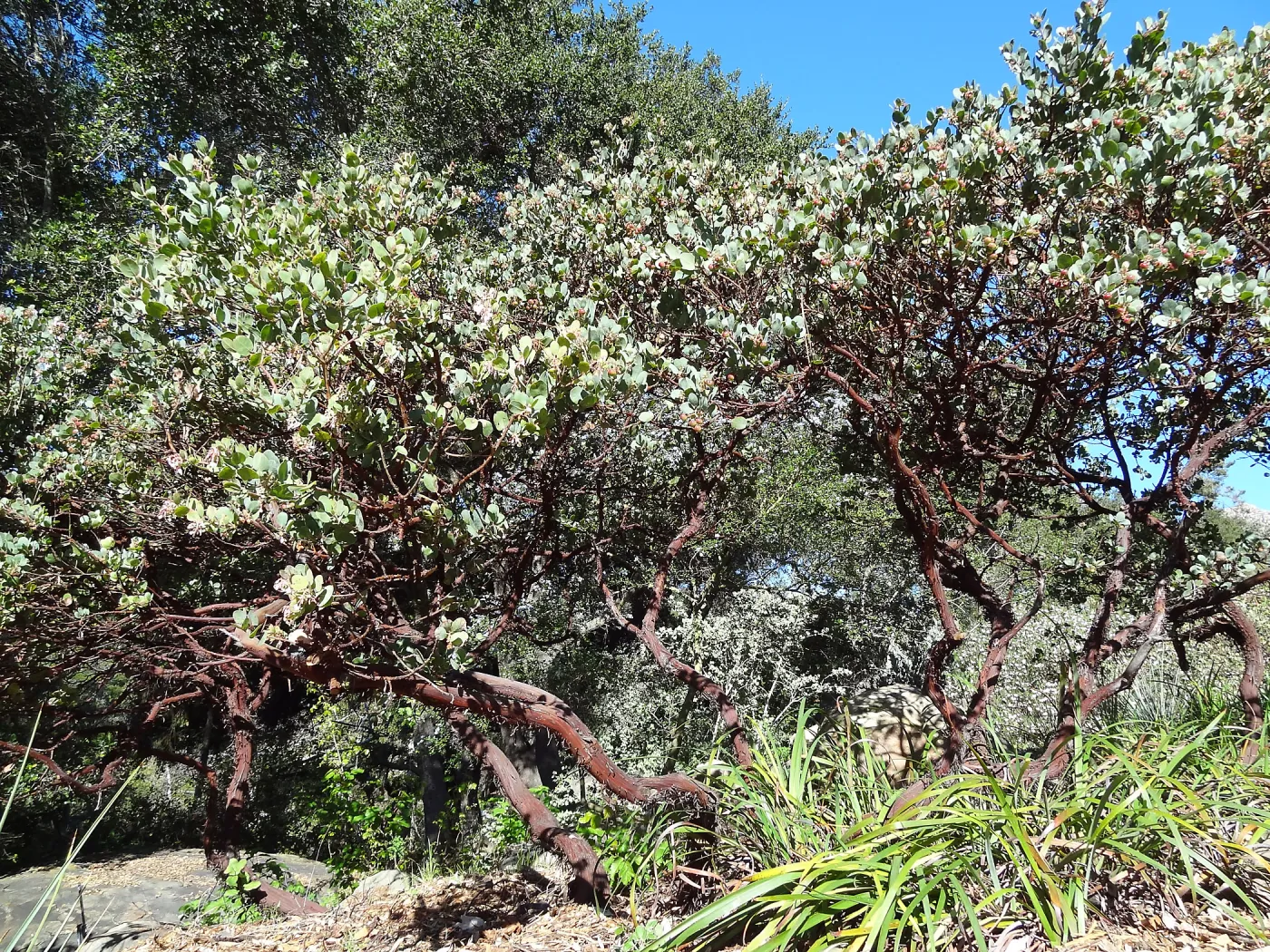 Manzanita Section, Spring in the Garden, February 2013, SBBG