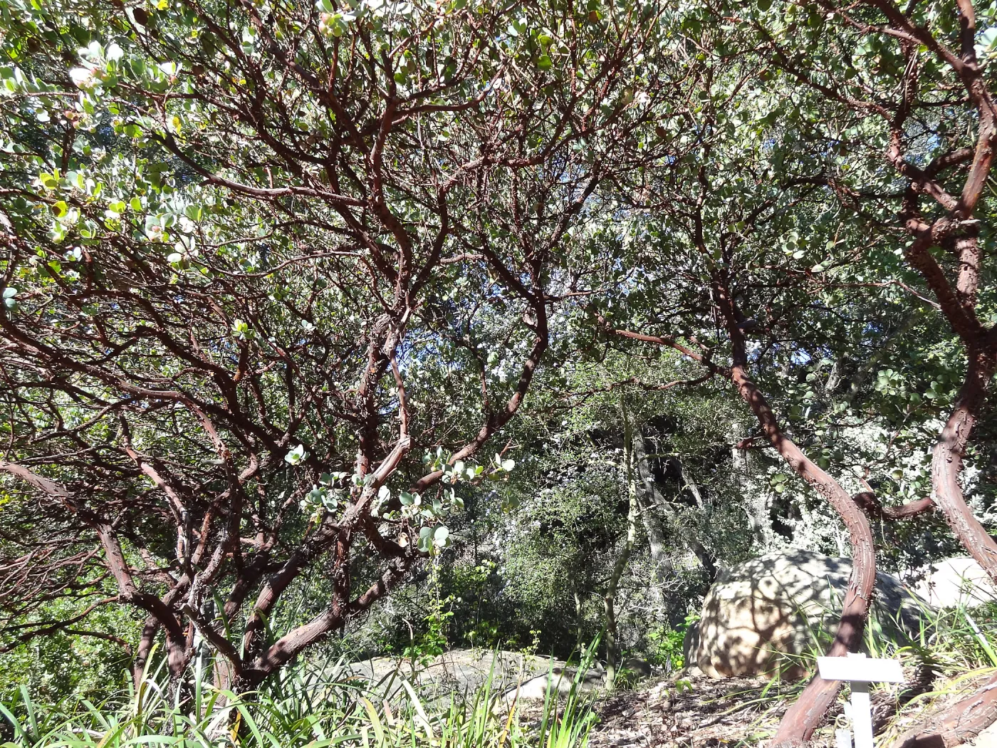 Manzanita Section, Spring in the Garden, February 2013, SBBG
