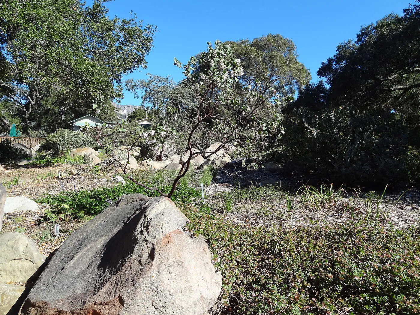 Manzanita Section, Spring in the Garden, February 2013, SBBG