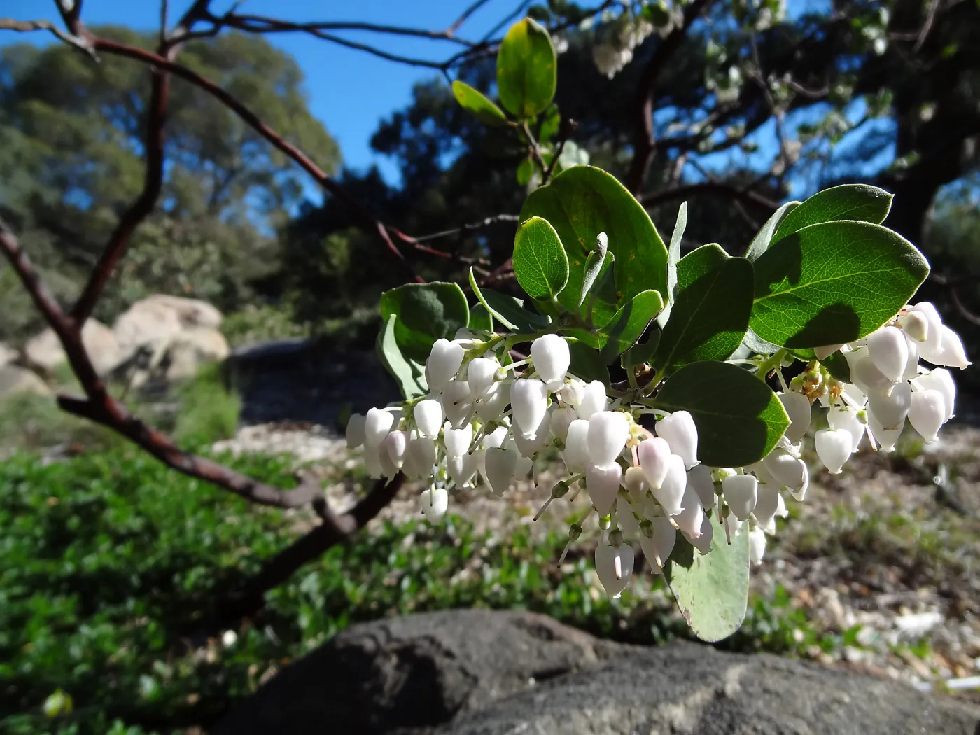 Arctostaphylos in flower and fruit, Manzanita Section, Spring in the Garden, February 2013, SBBG