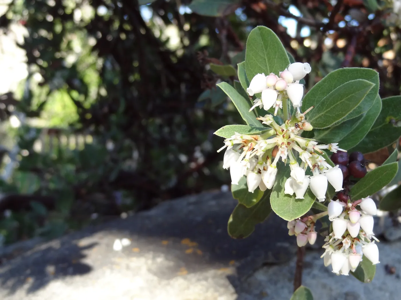 Arctostaphylos in flower and fruit, Manzanita Section, Spring in the Garden, February 2013, SBBG