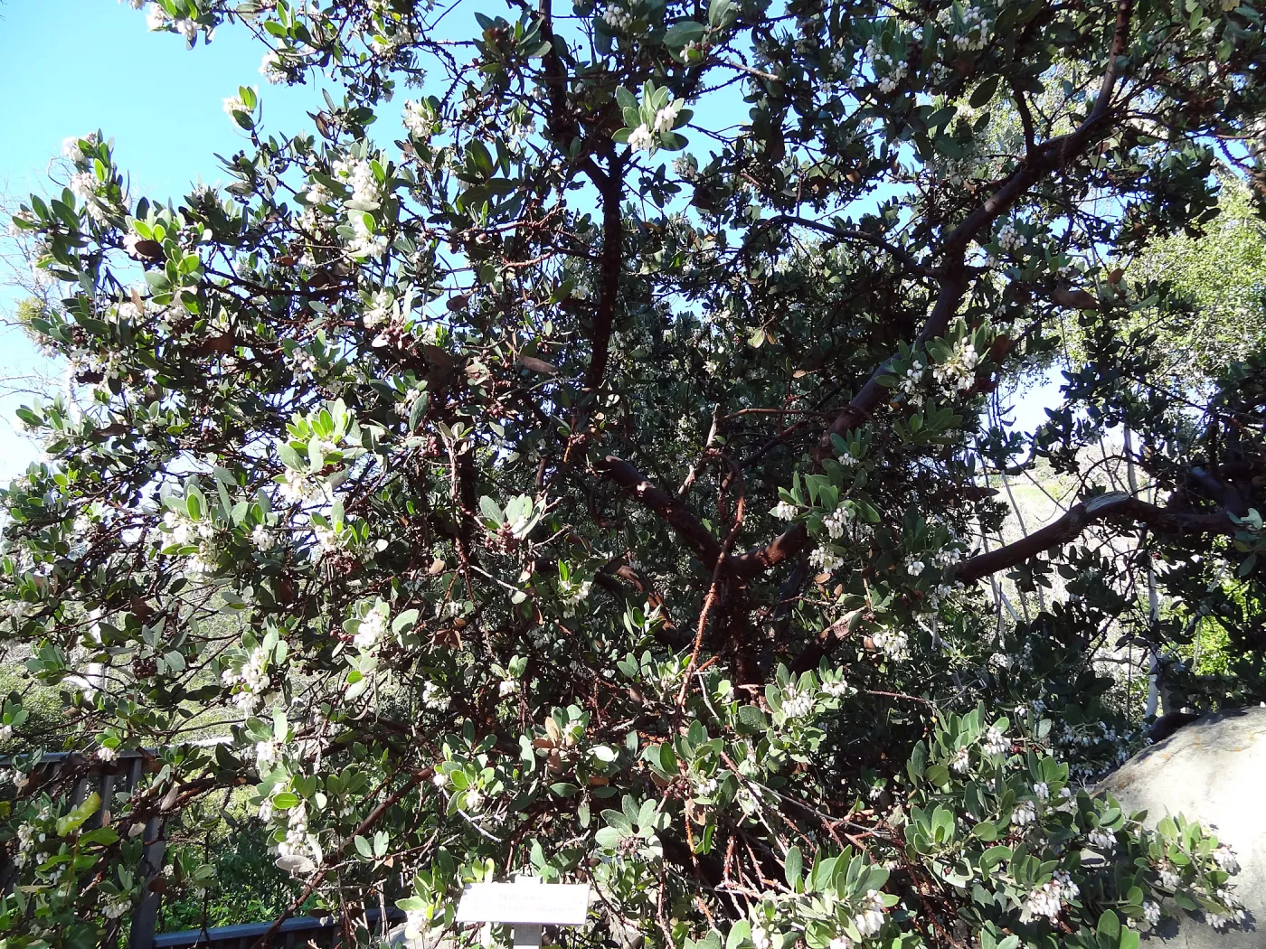 Arctostaphylos in flower and fruit, Manzanita Section, Spring in the Garden, February 2013, SBBG
