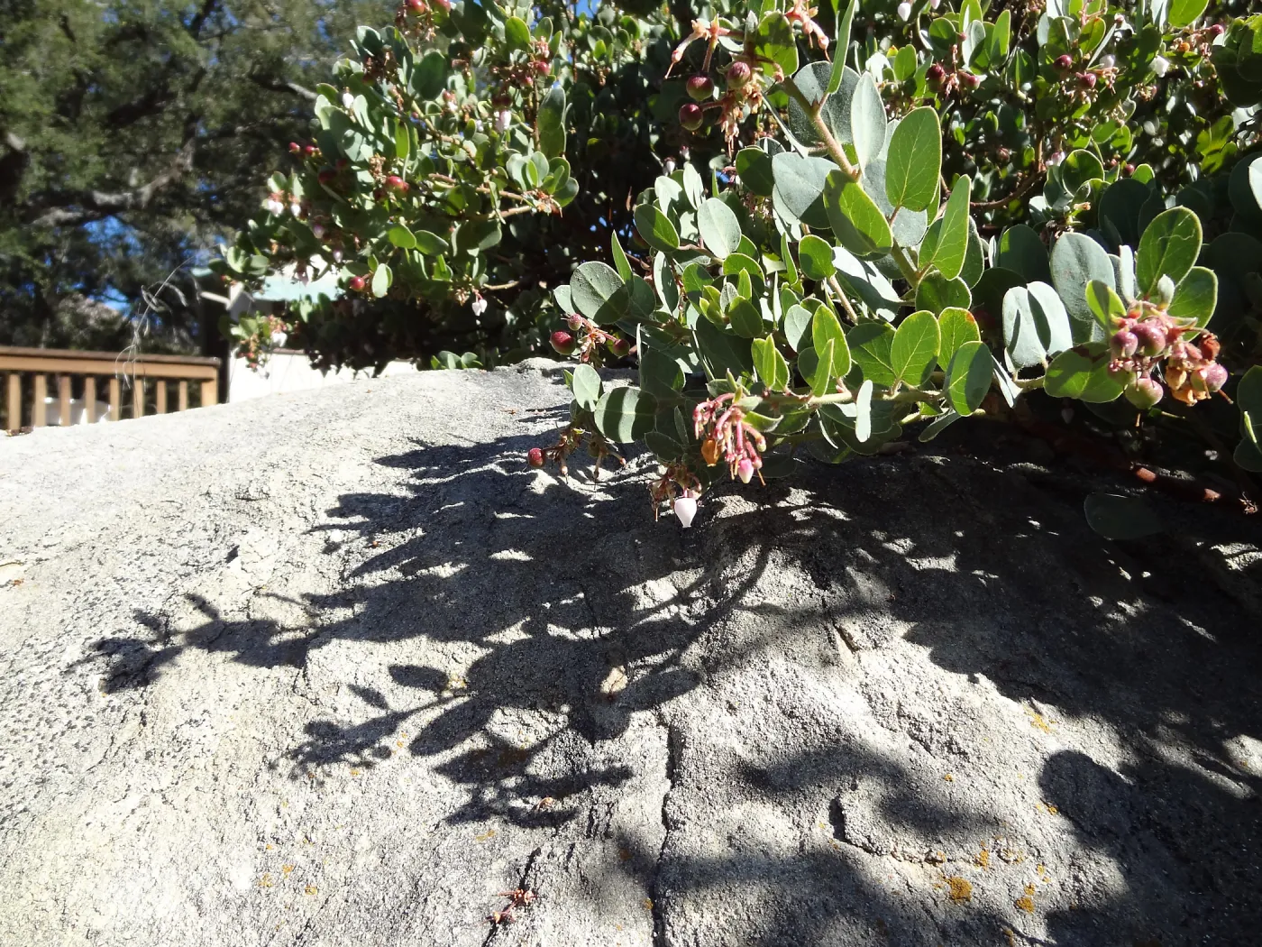 Arctostaphylos (Manzanita) in flower and fruit, boulder and shadow behind, Manzanita Section, Spring in the Garden, February 2013, SBBG