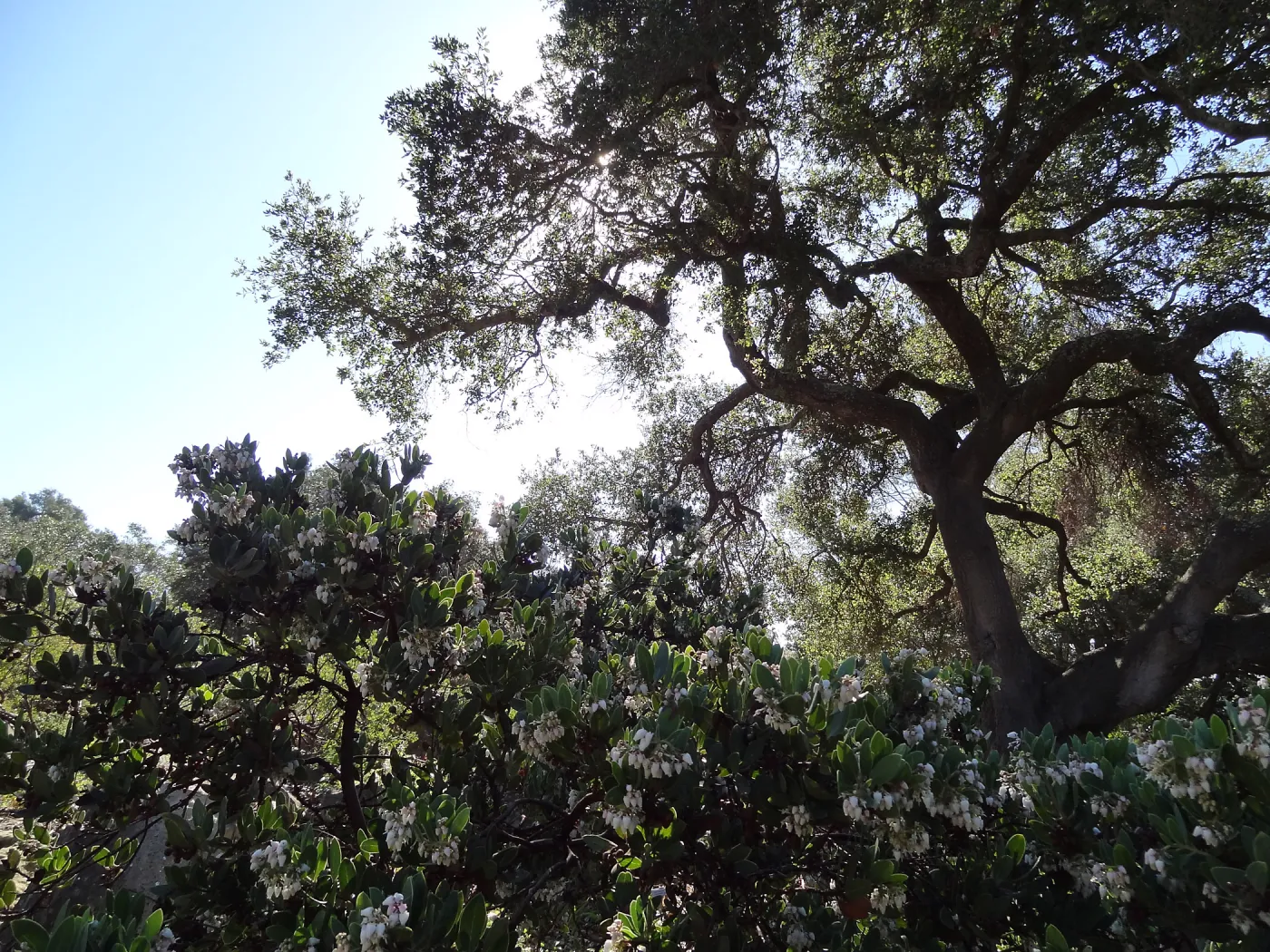 Manzanita Section, Spring in the Garden, February 2013, SBBG