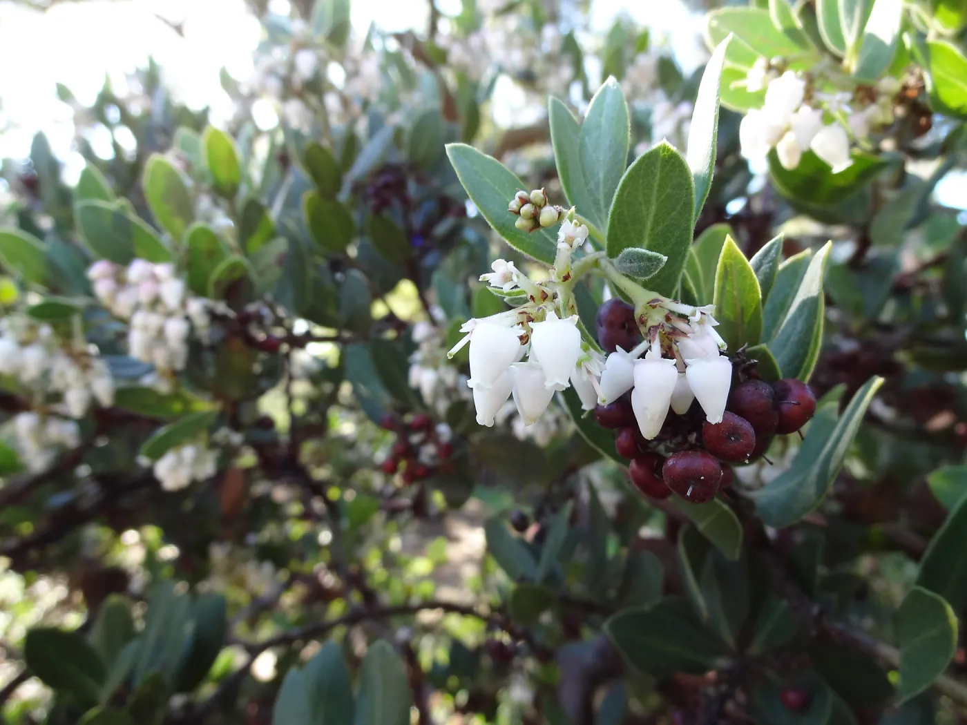 Arctostaphylos (Manzanita) otayensis in flower and fruit, SBBG Manzanita Section, Spring in the Garden, February 2013, SBBG