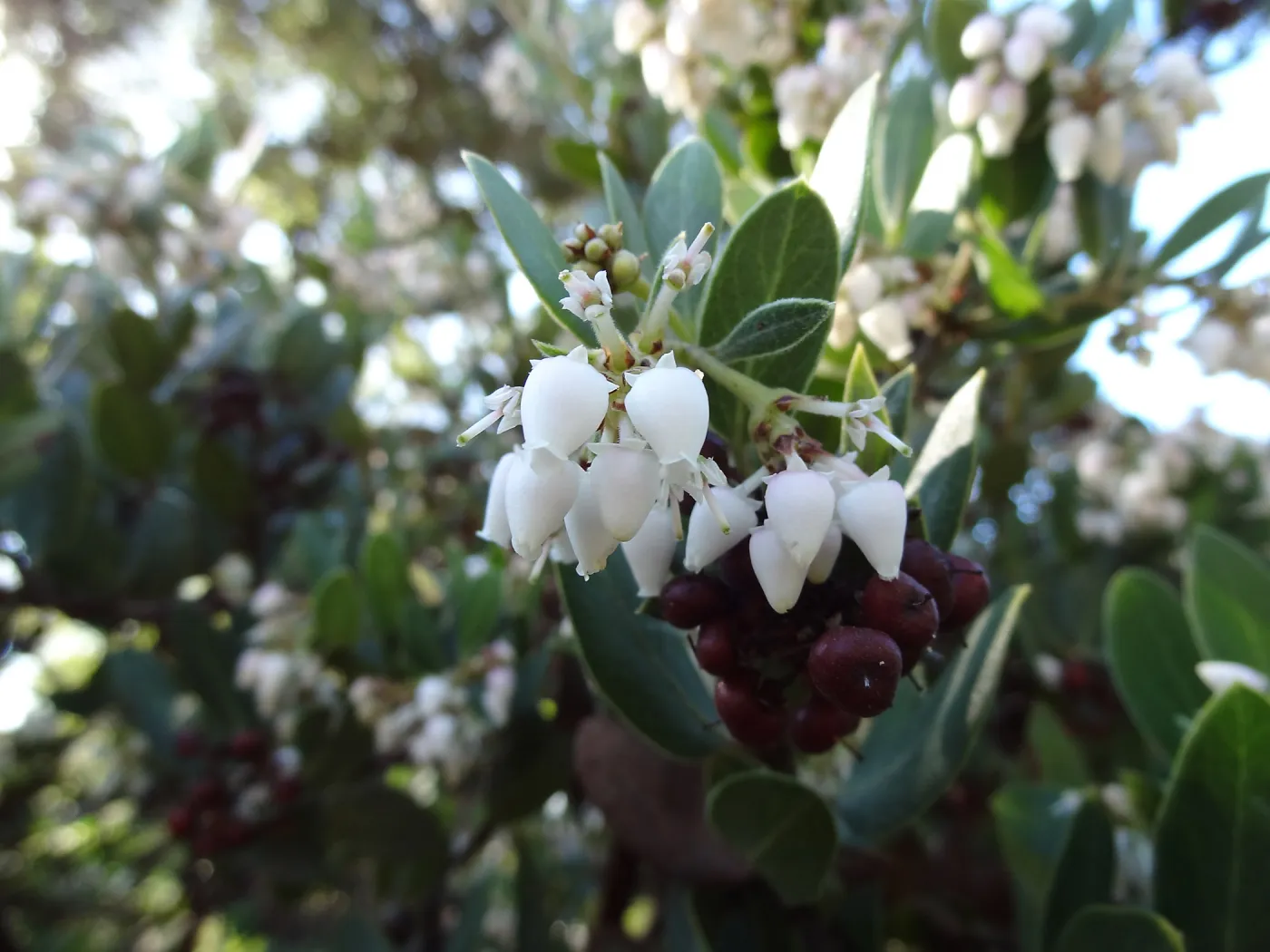 Arctostaphylos (Manzanita) otayensis in flower and fruit, SBBG Manzanita Section, Spring in the Garden, February 2013, SBBG