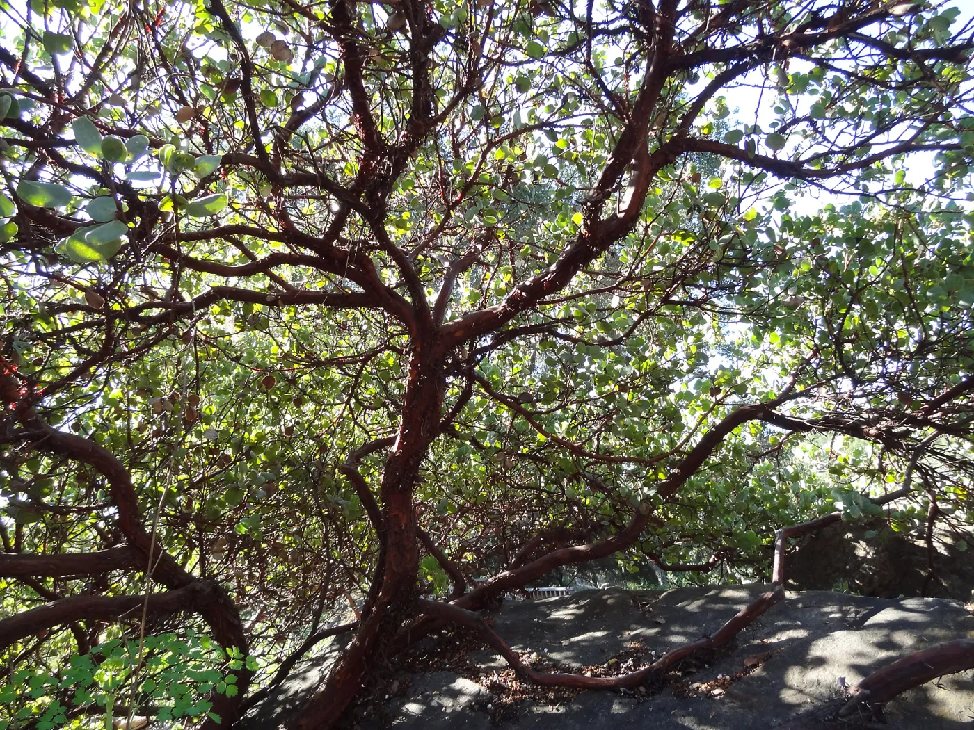 red bark and under canopy of manzanita in the Manzanita Section, Spring in the Garden, February 2013, SBBG