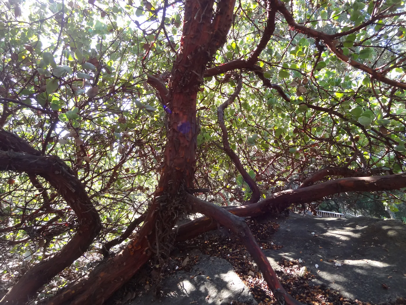 red bark and under canopy of manzanita in the Manzanita Section, Spring in the Garden, February 2013, SBBG