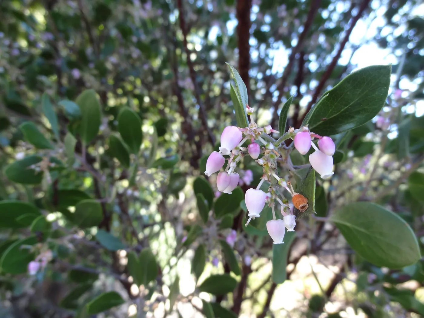 Arctostaphylos (Manzanita) in flower, Manzanita Section, Spring in the Garden, February 2013, SBBG
