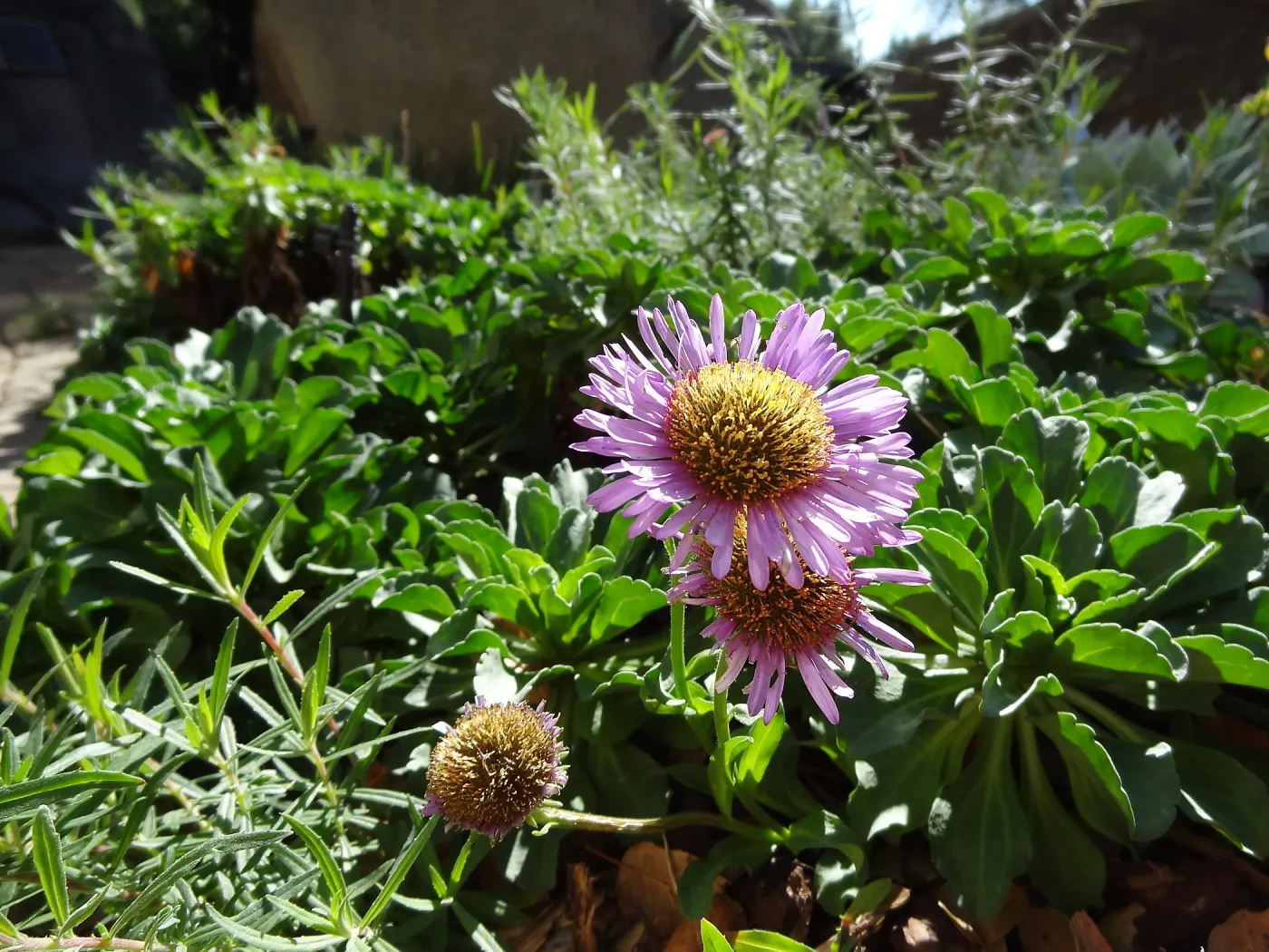 Erigeron glaucus in bloom, Home Demonstration Garden, Spring in the Garden, February 2013, SBBG