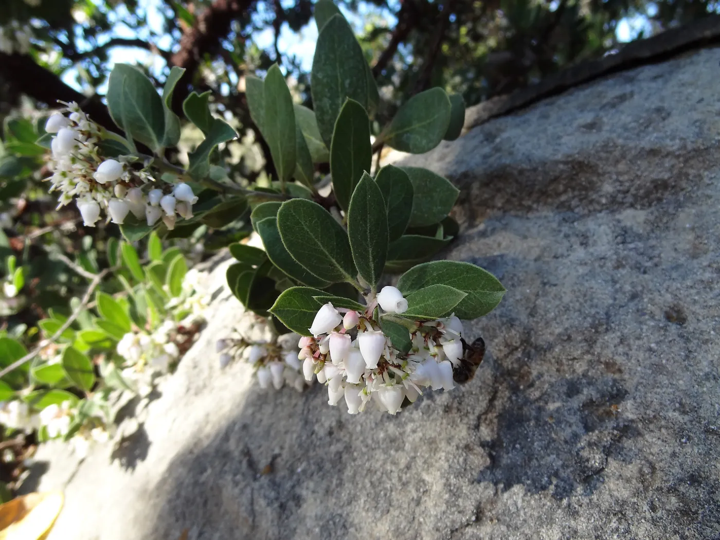 Arctostaphylos otayensis flowers with boulder and shadow behind, SBBG Manzanita Section, Spring in the Garden, February 2013, SBBG