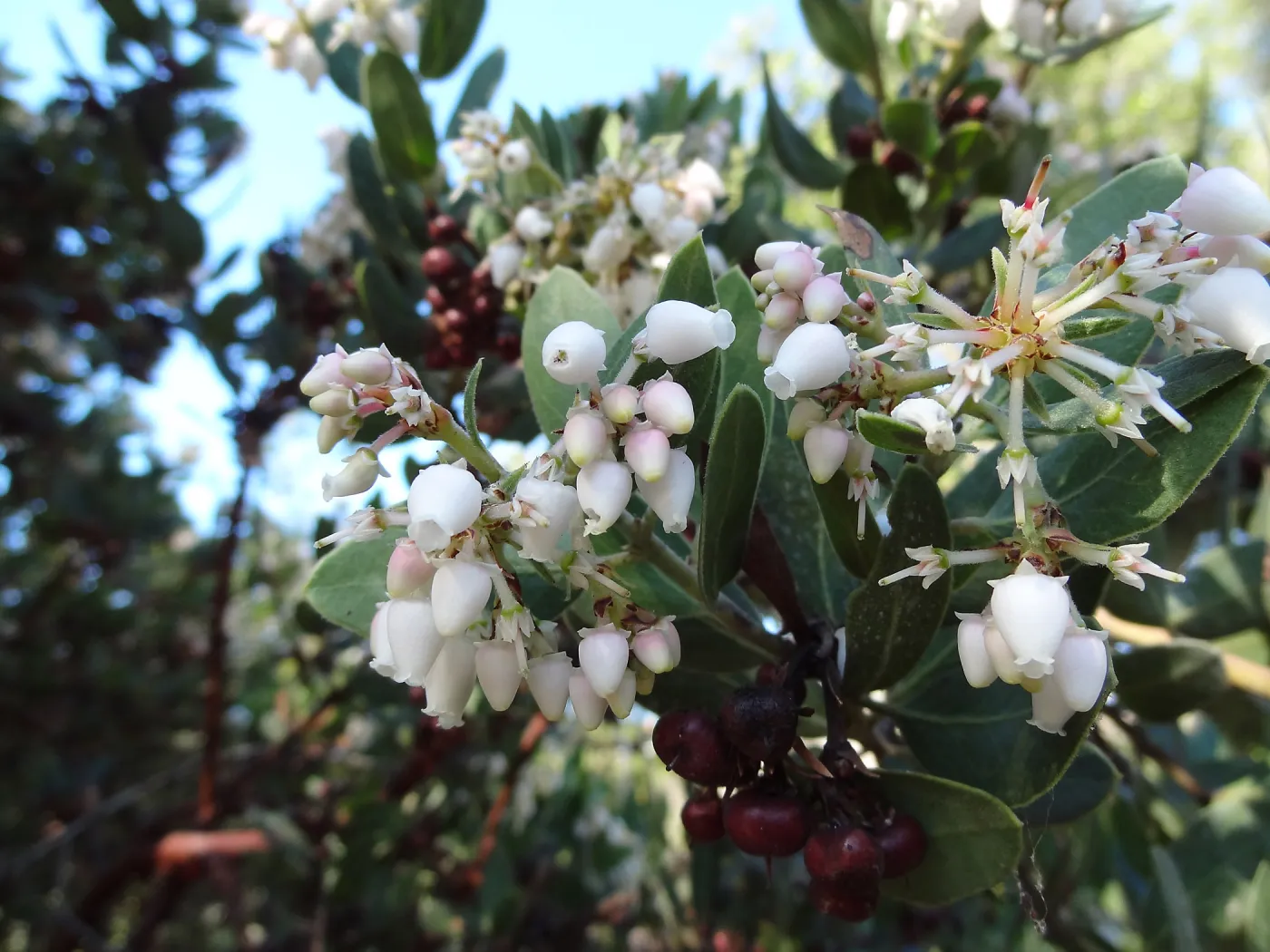 Arctostaphylos otayensis in flower and fruit, SBBG Manzanita Section, Spring in the Garden, February 2013, SBBG