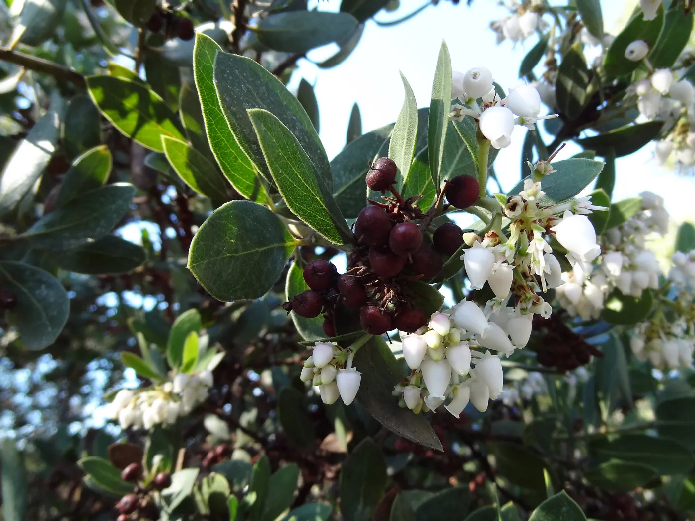 Arctostaphylos otayensis in flower and fruit, SBBG Manzanita Section, Spring in the Garden, February 2013, SBBG