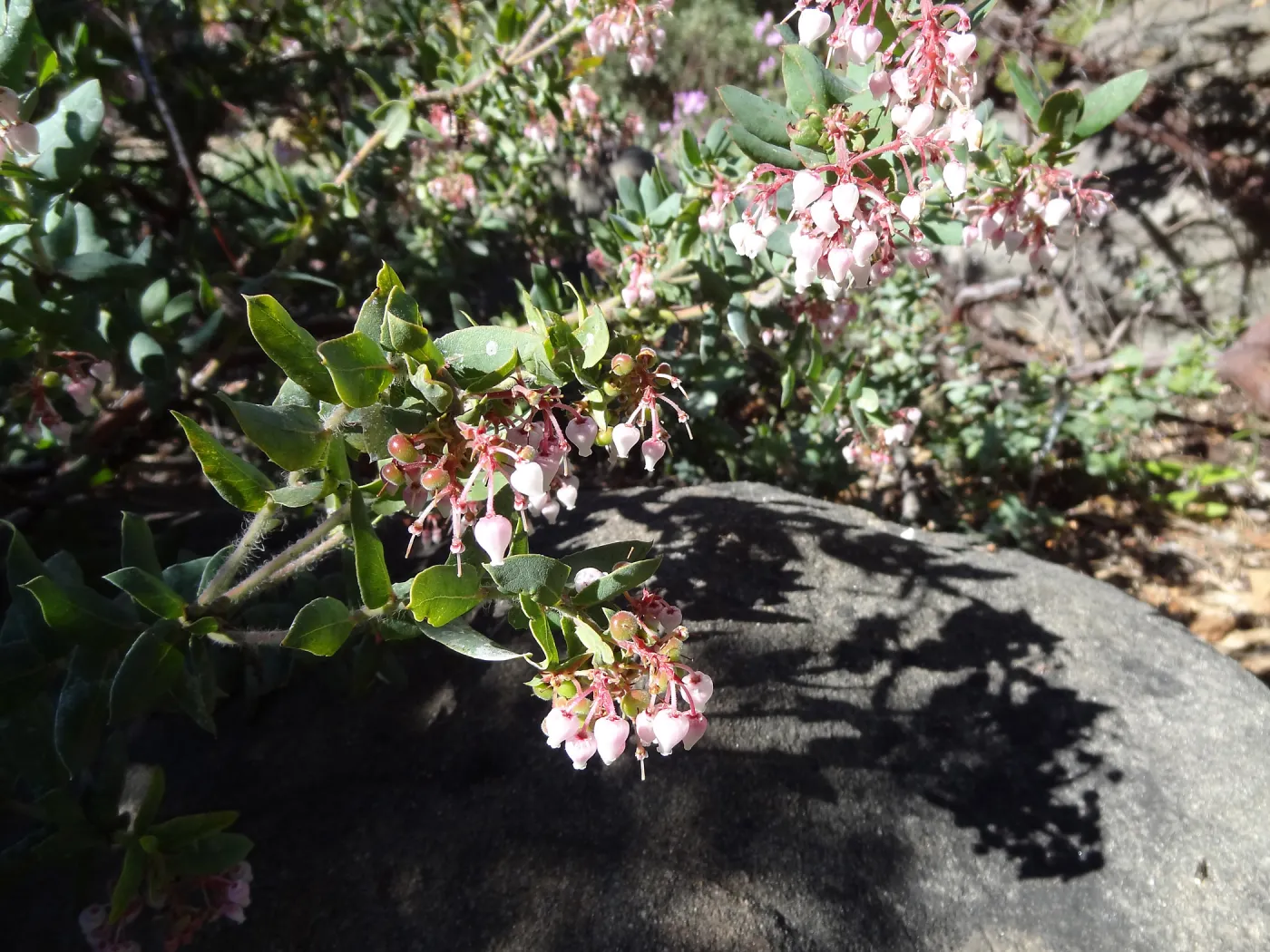 Arctostaphylos (Manzanita) in bloom with shadow on sandstone boulder, Manzanita Section, Spring in the Garden, February 2013, SBBG