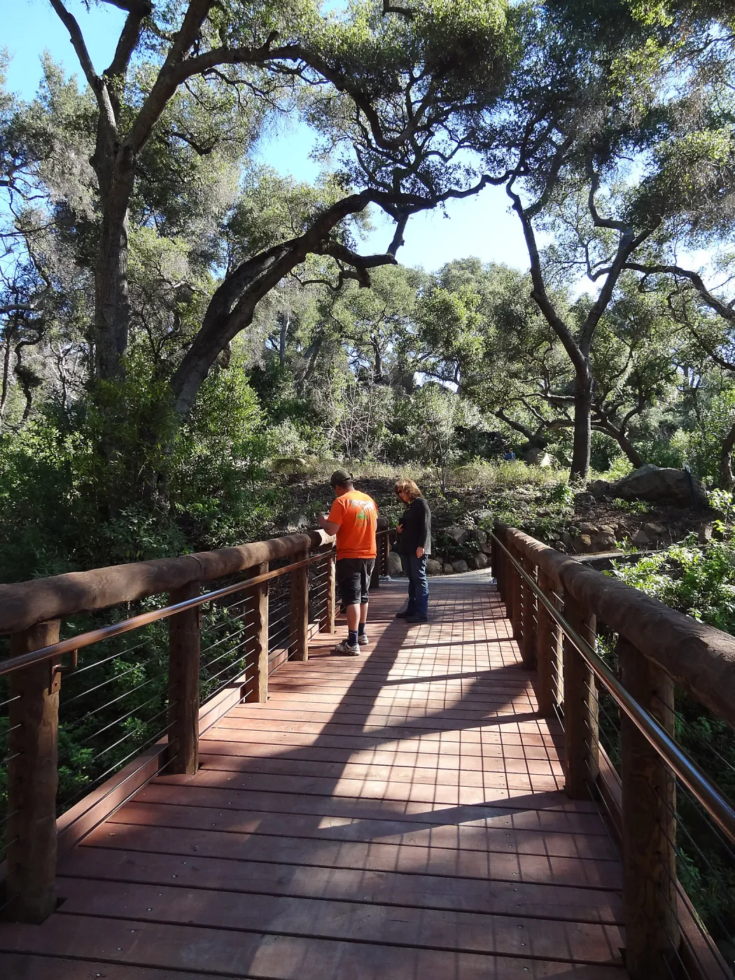 Betsy Collins inspecting the new Campbell Bridge, Mission Canyon, Spring in the Garden, February 2013, SBBG