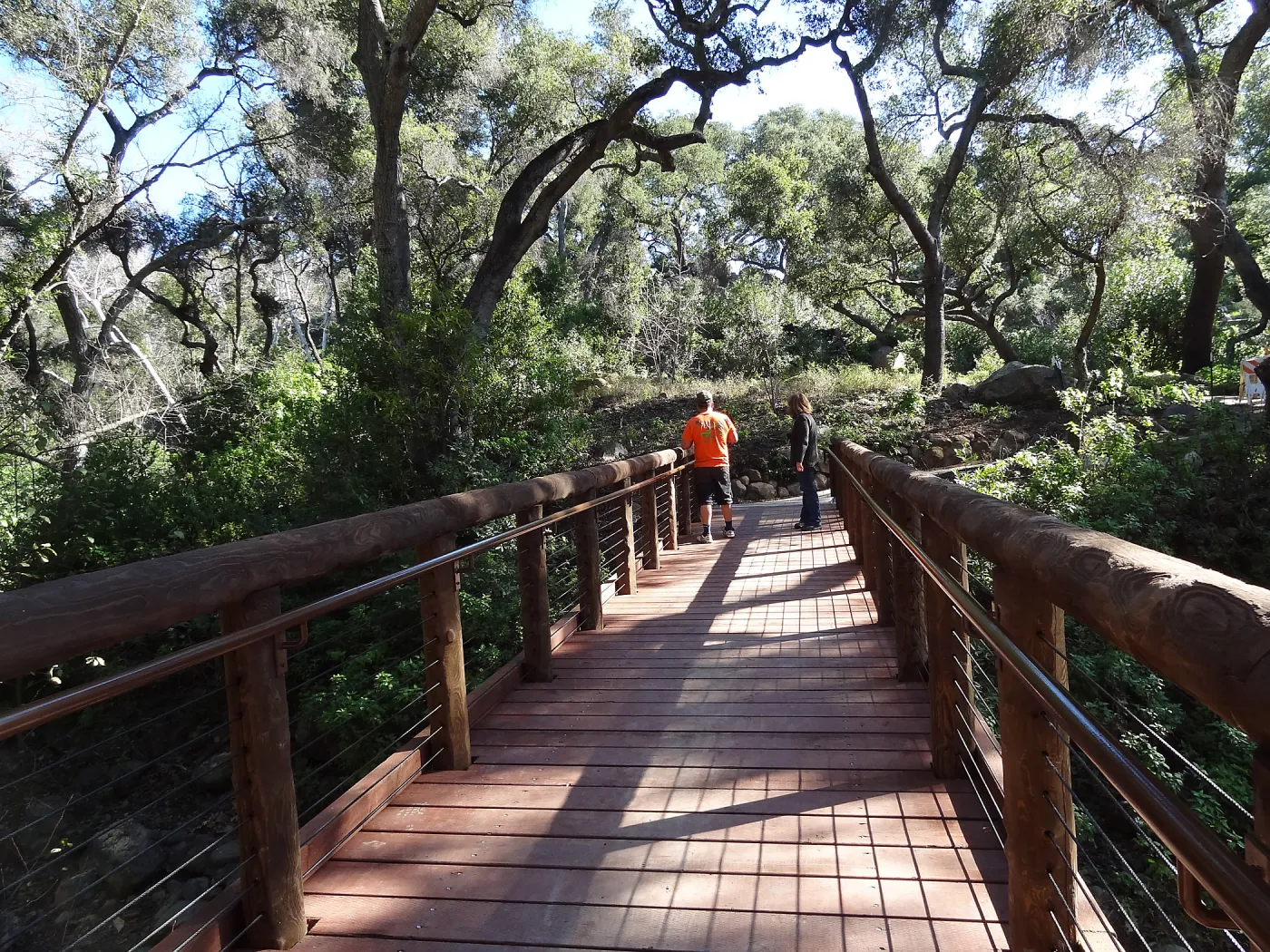 Betsy Collins inspecting the new Campbell Bridge, Mission Canyon, Spring in the Garden, February 2013, SBBG