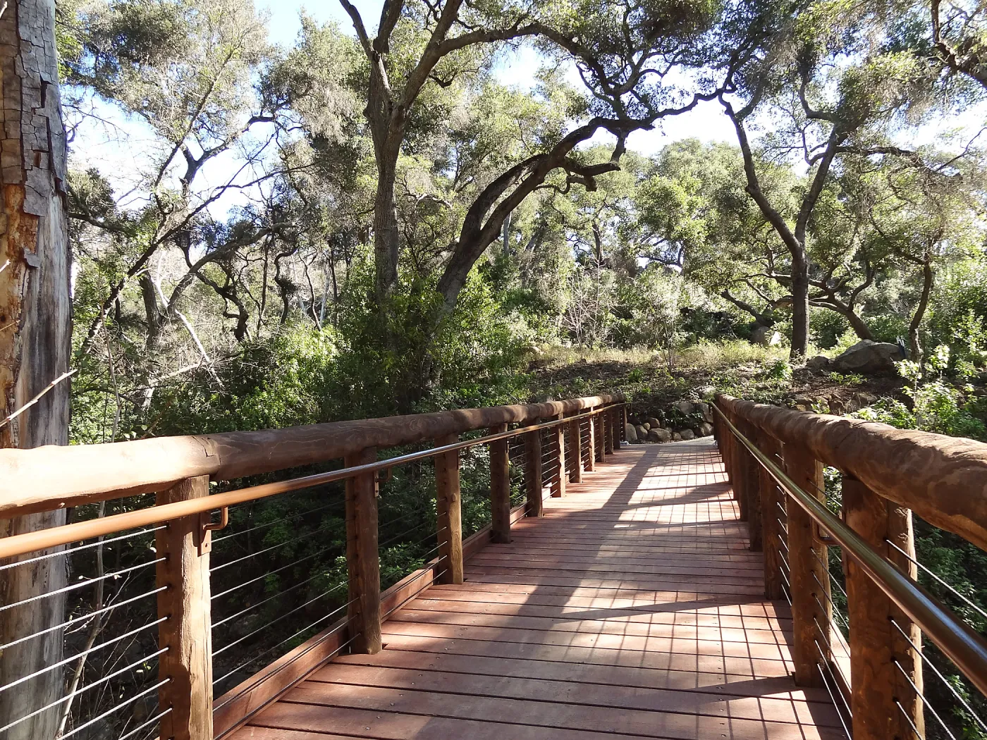 new Campbell Bridge, Mission Canyon, Spring in the Garden, February 2013, SBBG