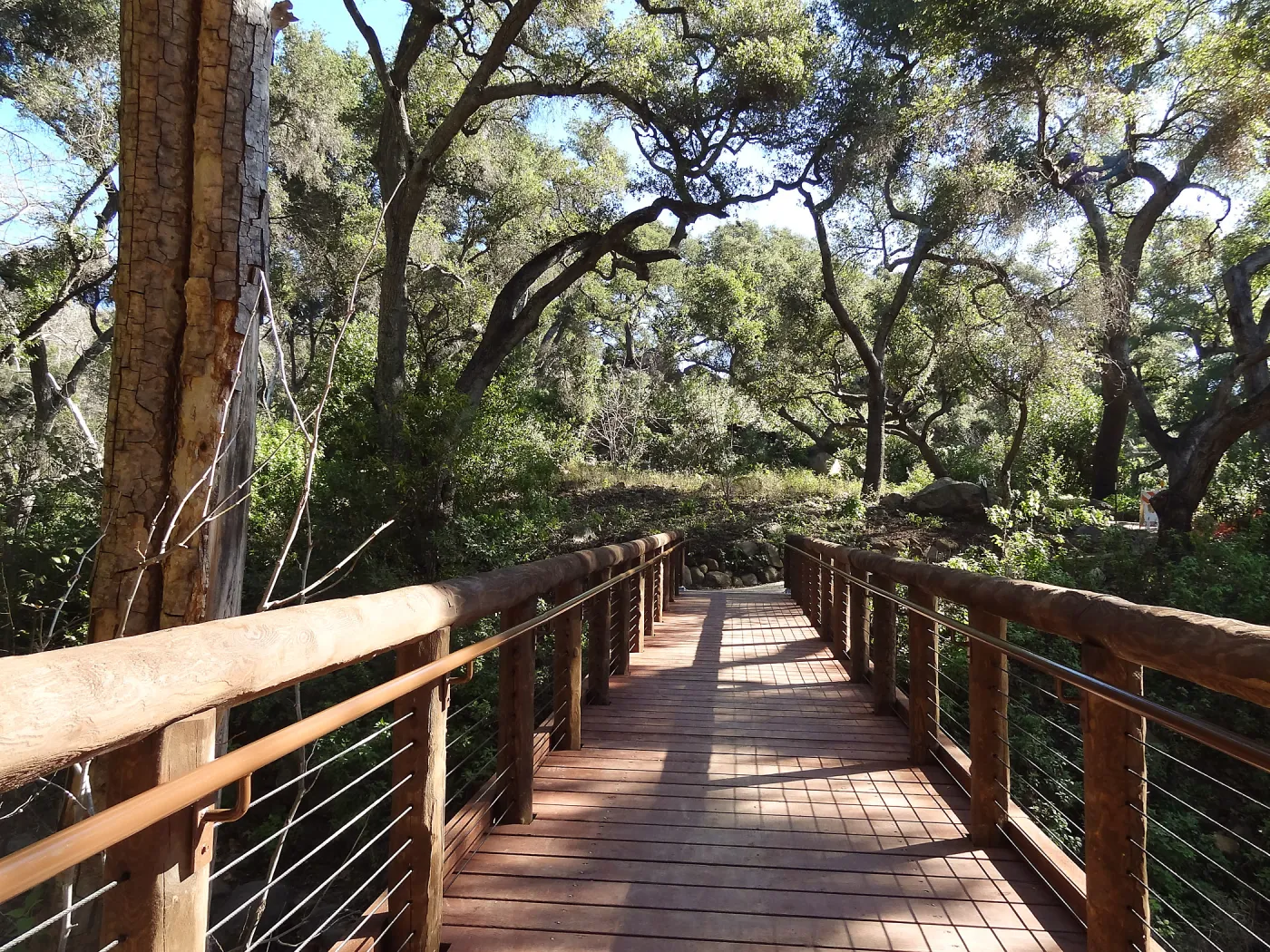 new Campbell Bridge, Mission Canyon, Spring in the Garden, February 2013, SBBG